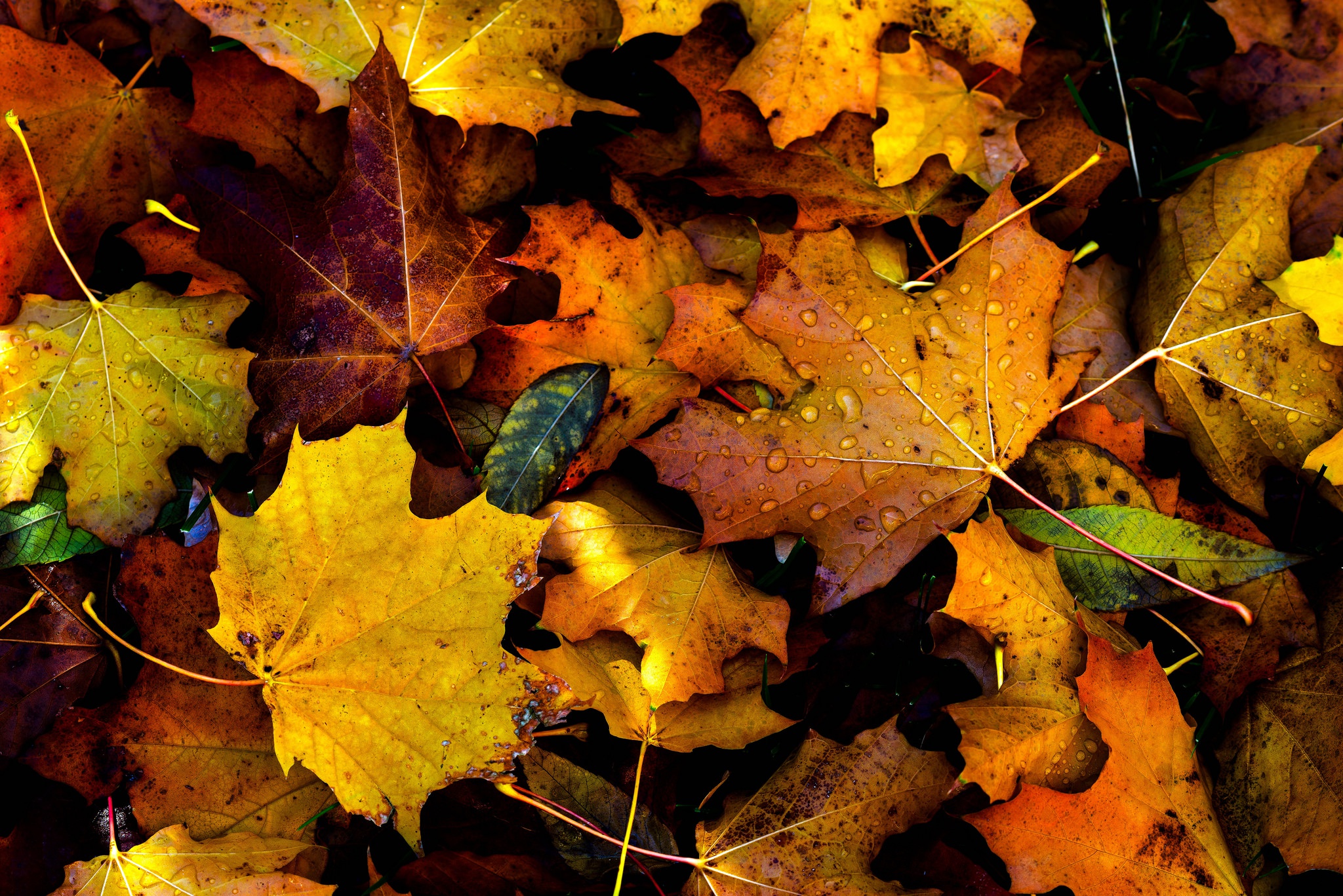 Baixe gratuitamente a imagem Natureza, Outono, Folha, Terra/natureza na área de trabalho do seu PC