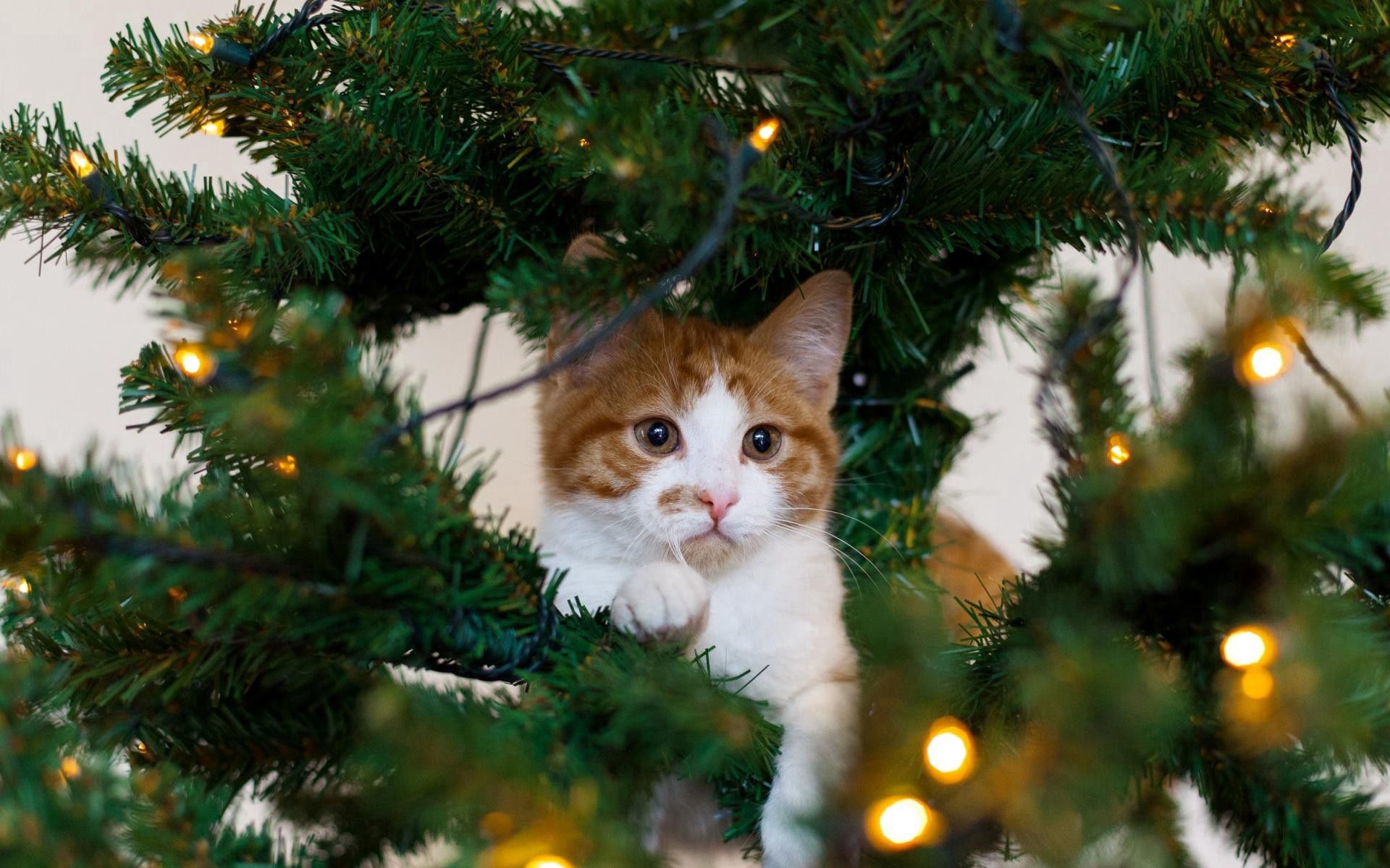 new year, animals, cat, spruce, fir, playful phone background