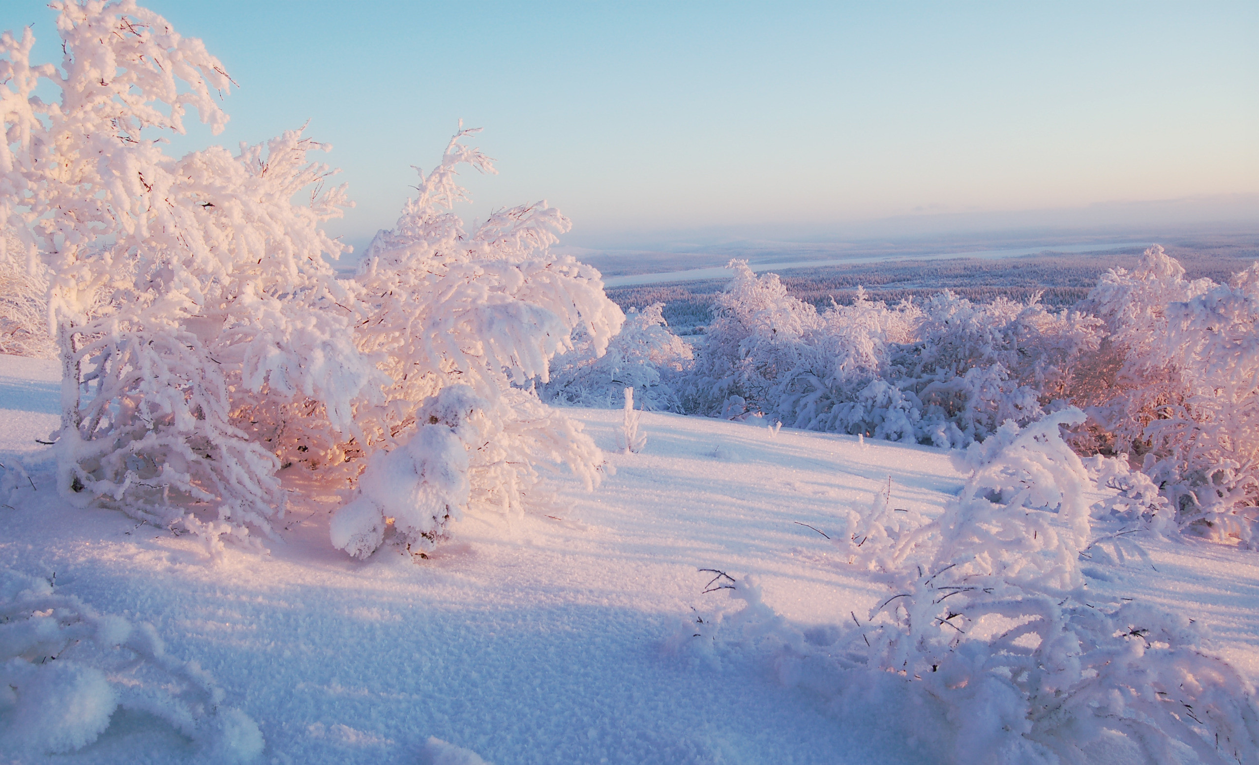 Laden Sie das Bush, Landschaft, Schnee, Winter-Bild kostenlos auf Ihren PC-Desktop herunter