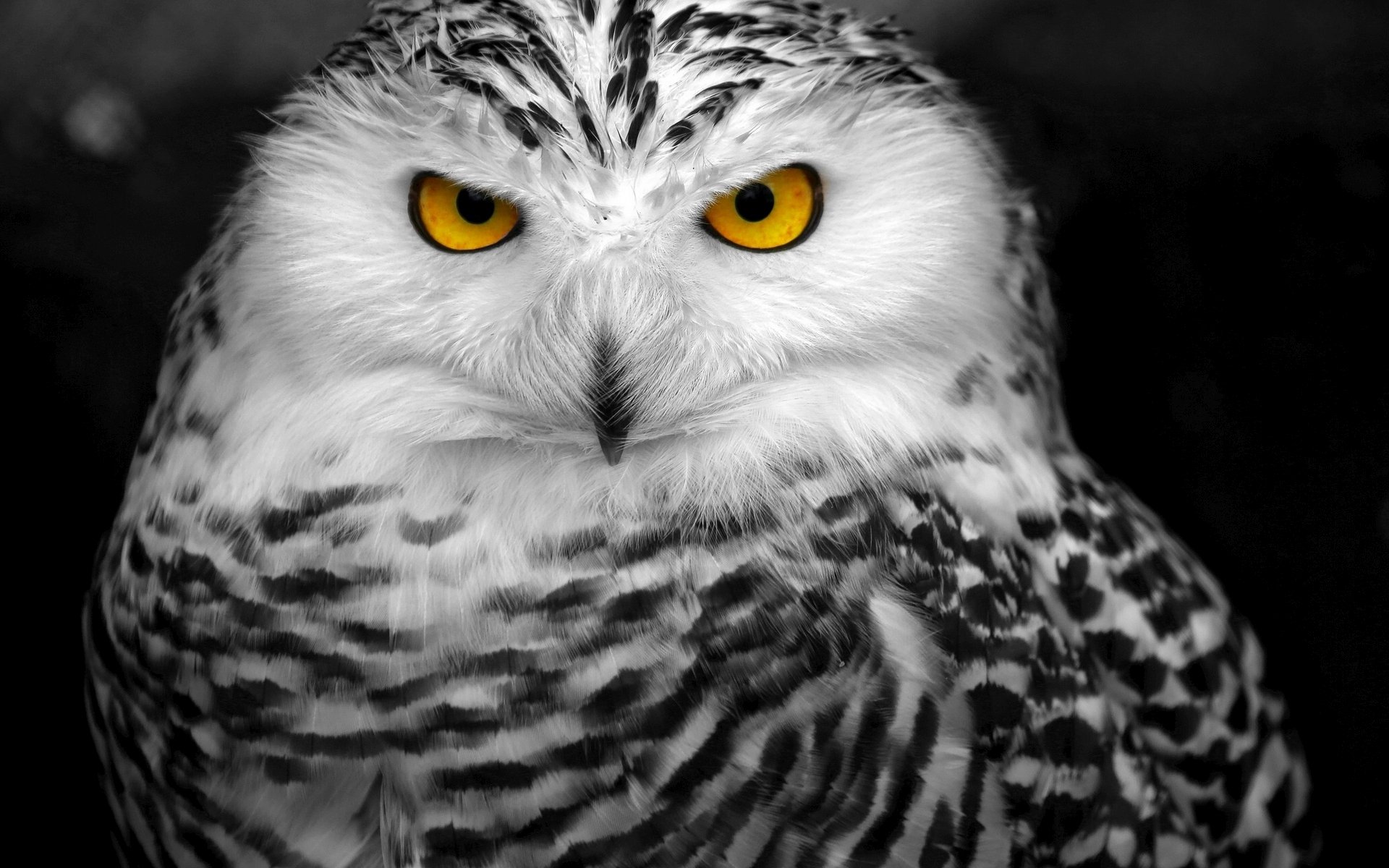 Download mobile wallpaper Owl, Bird, Animal, Yellow Eyes, Snowy Owl for free.
