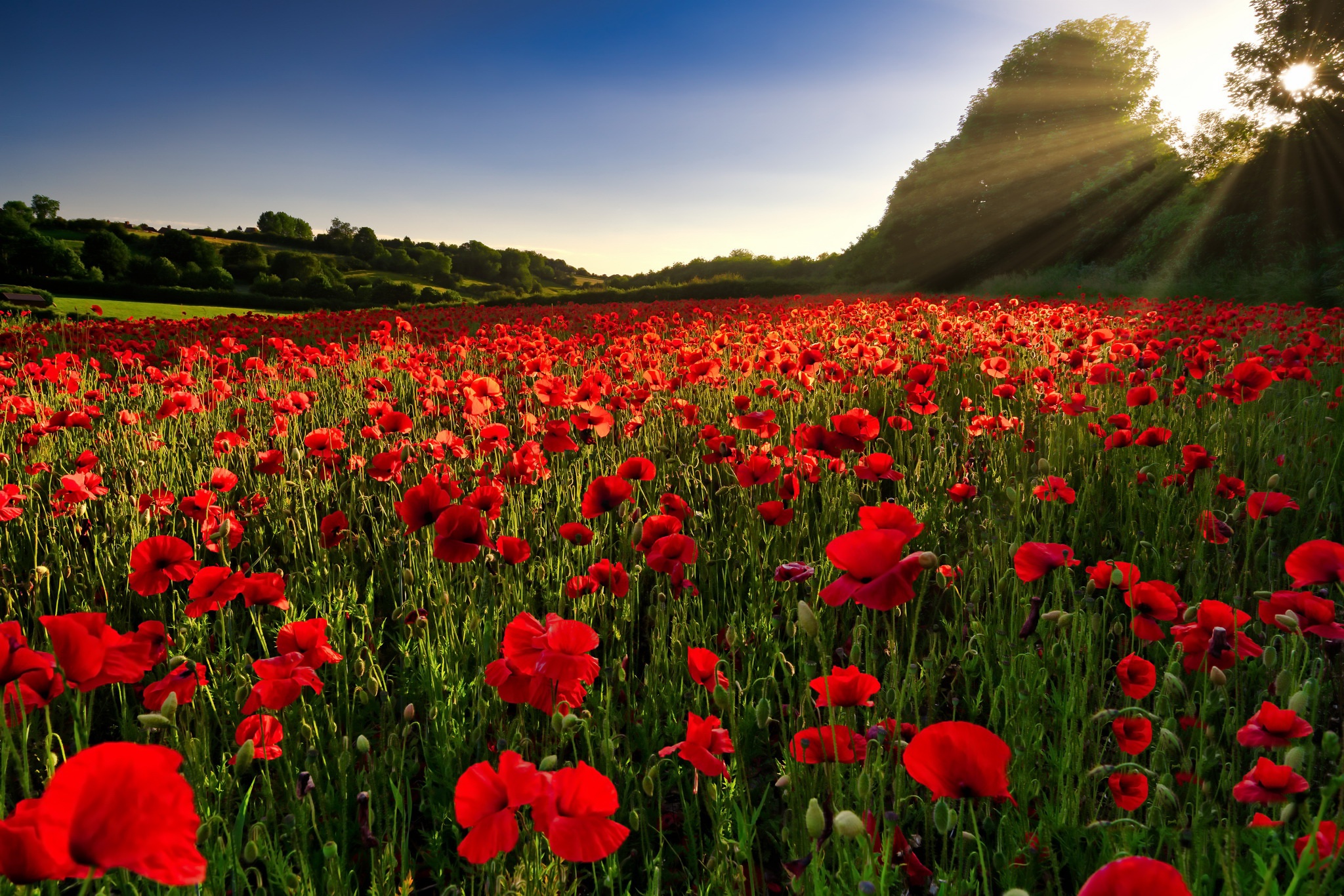 Download mobile wallpaper Nature, Flowers, Summer, Flower, Earth, Field, Poppy, Sunbeam, Red Flower for free.