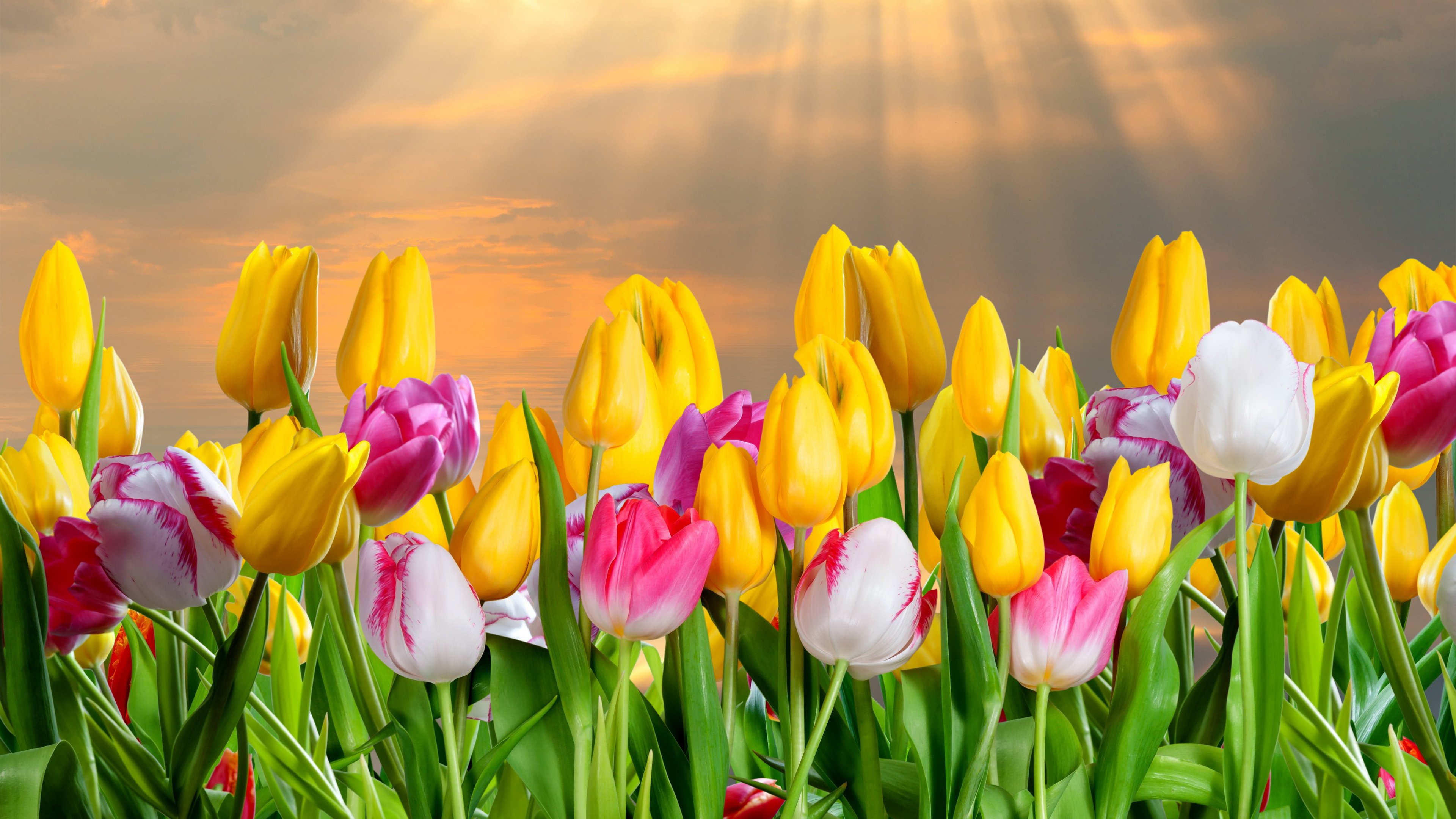 344462 descargar fondo de pantalla flor amarilla, tierra/naturaleza, tulipán, colores, flor, brillo solar, flores: protectores de pantalla e imágenes gratis