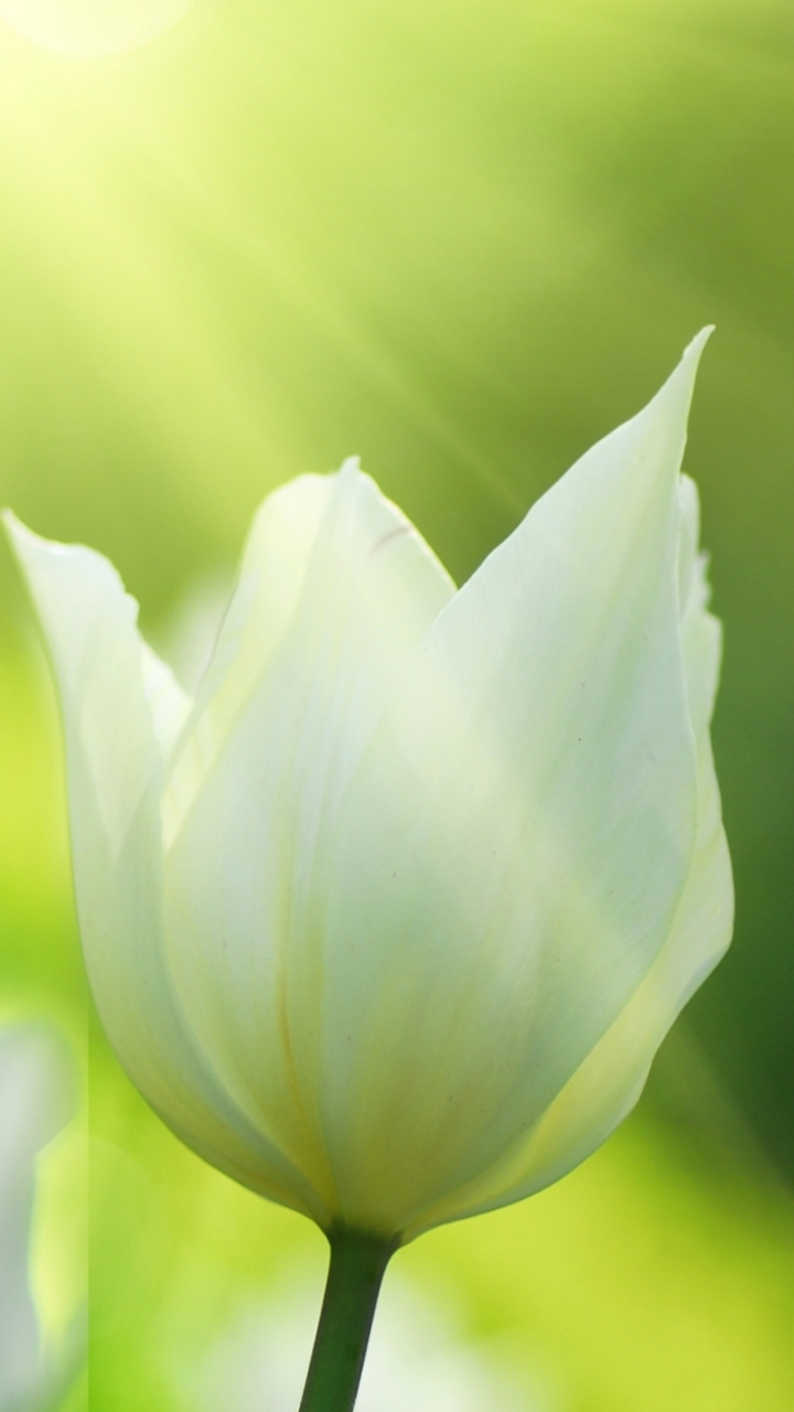 Téléchargez des papiers peints mobile Tulipe, Fleurs, Fleur, Terre/nature gratuitement.