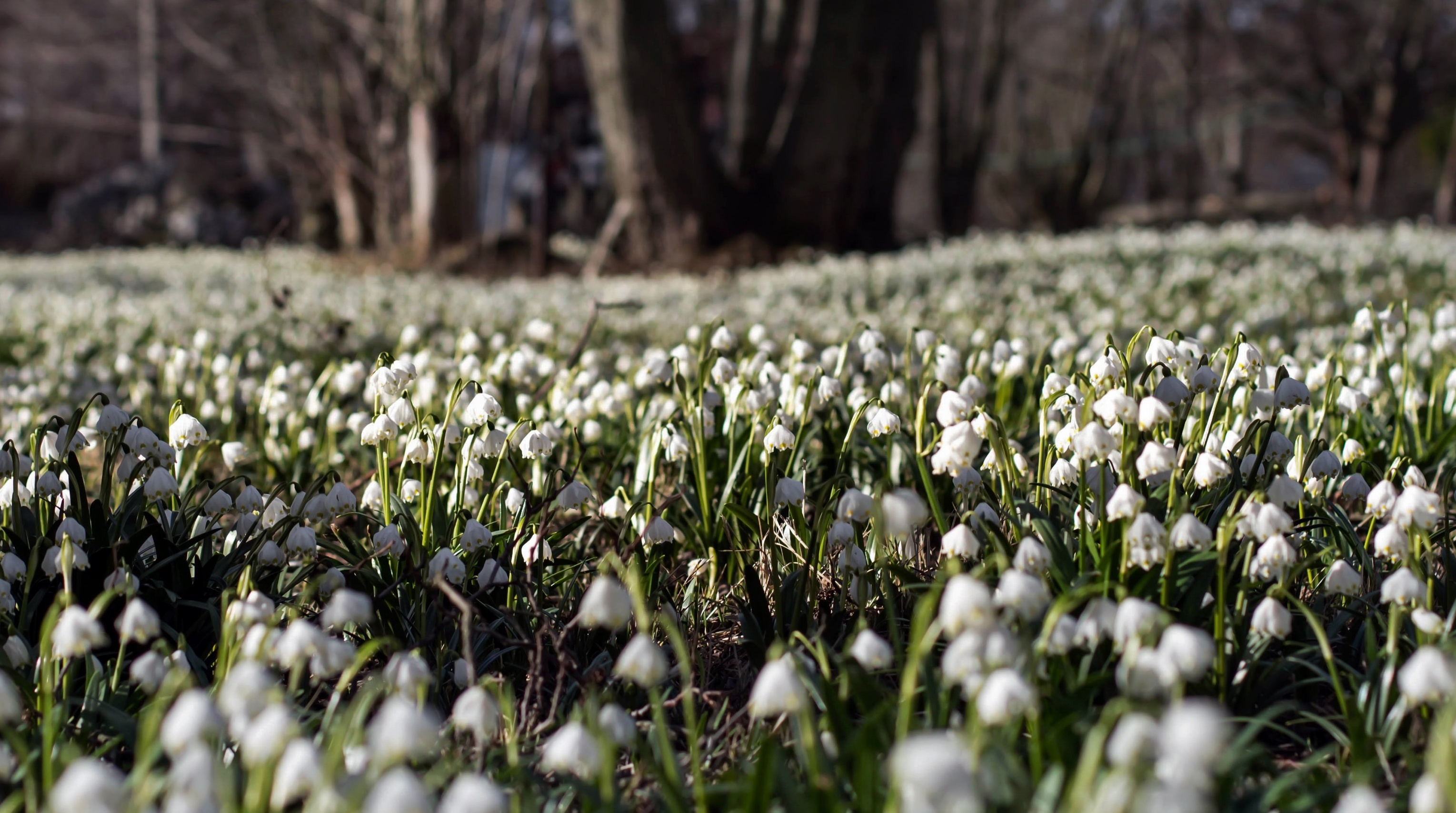Baixe gratuitamente a imagem Flores, Flor, Primavera, Flor Branca, Terra/natureza, Campânula Branca na área de trabalho do seu PC