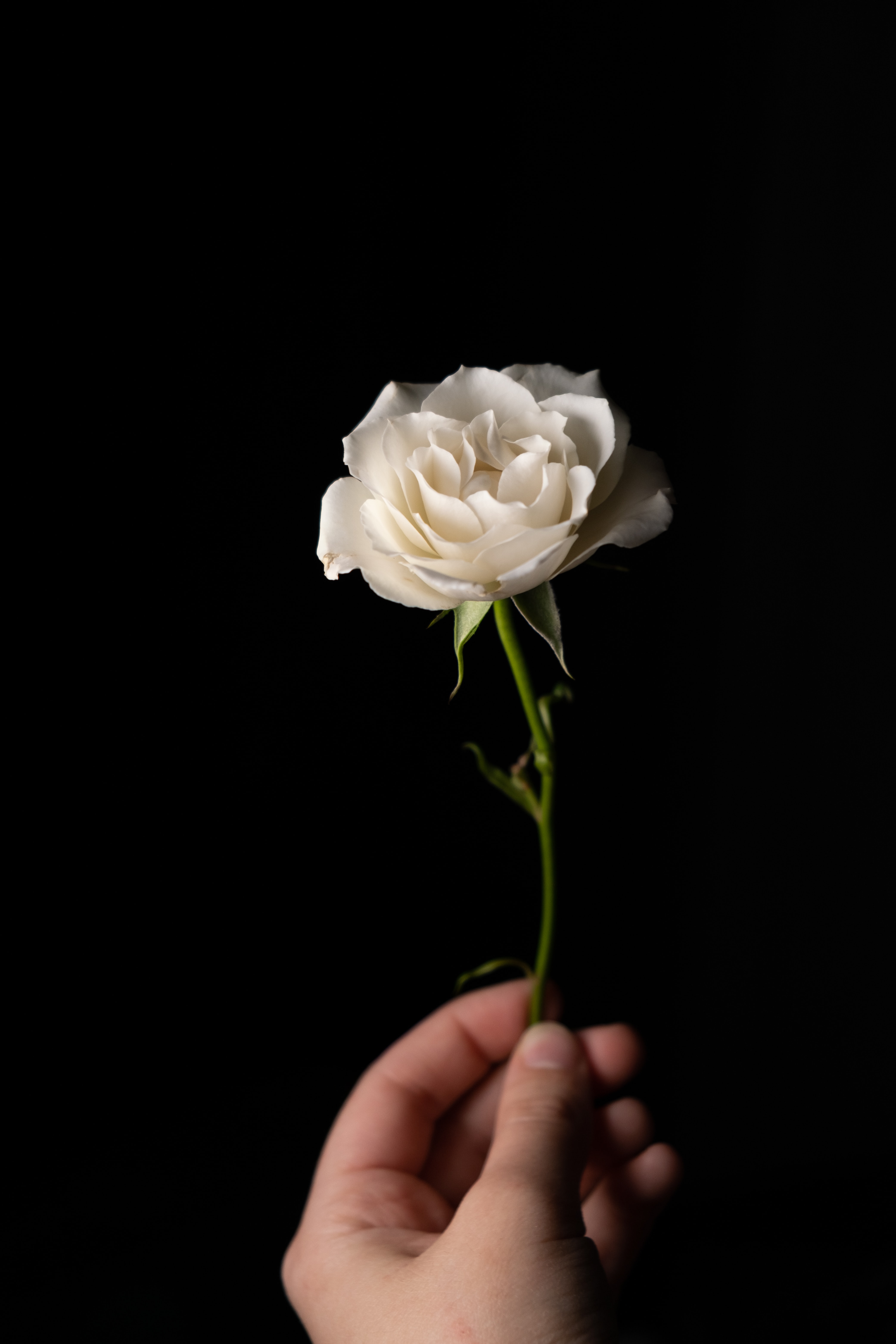 Téléchargez des papiers peints mobile Main, Tige, Fleurs, Pétales, Fleur, Une Rose, Rose gratuitement.