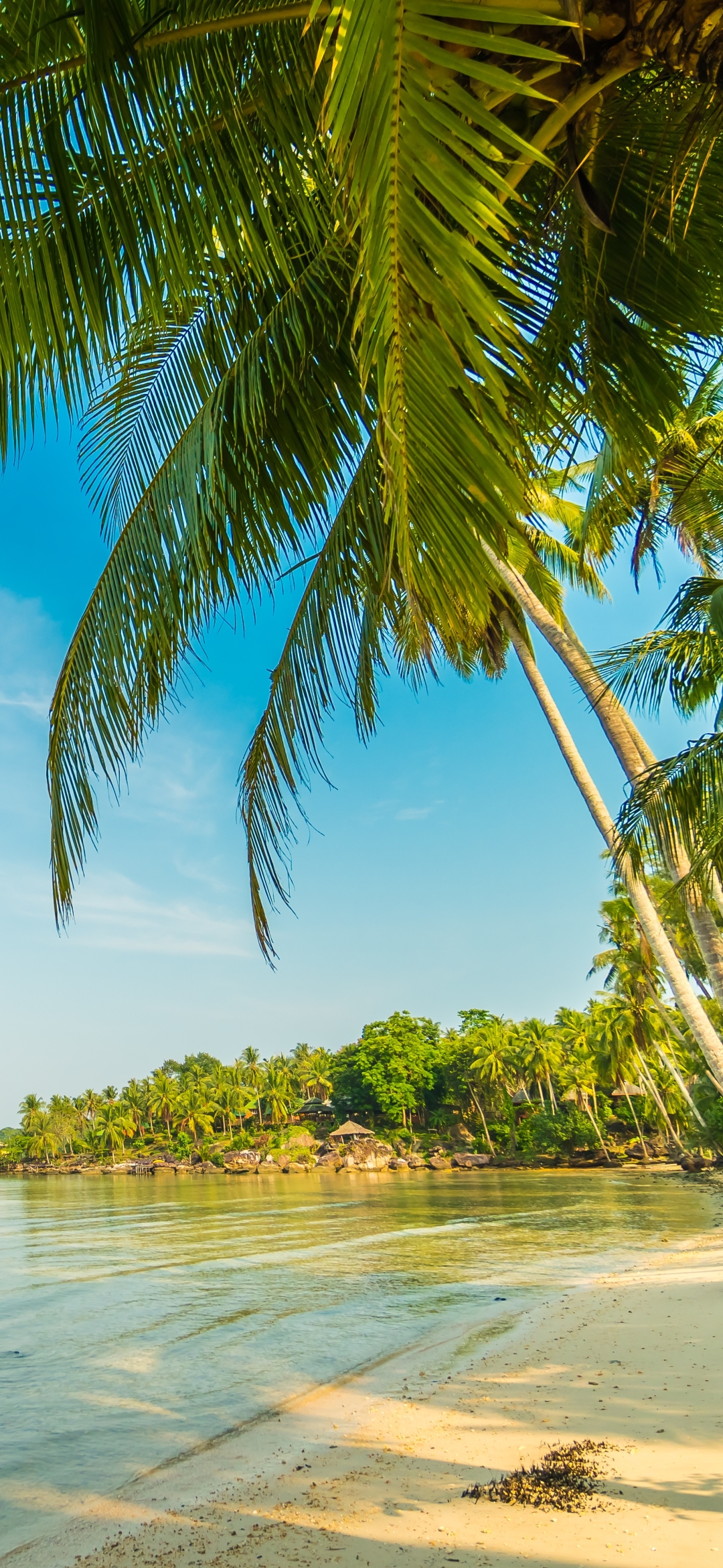 Скачати мобільні шпалери Пальма, Тропічний, Фотографія, Пляжний безкоштовно.