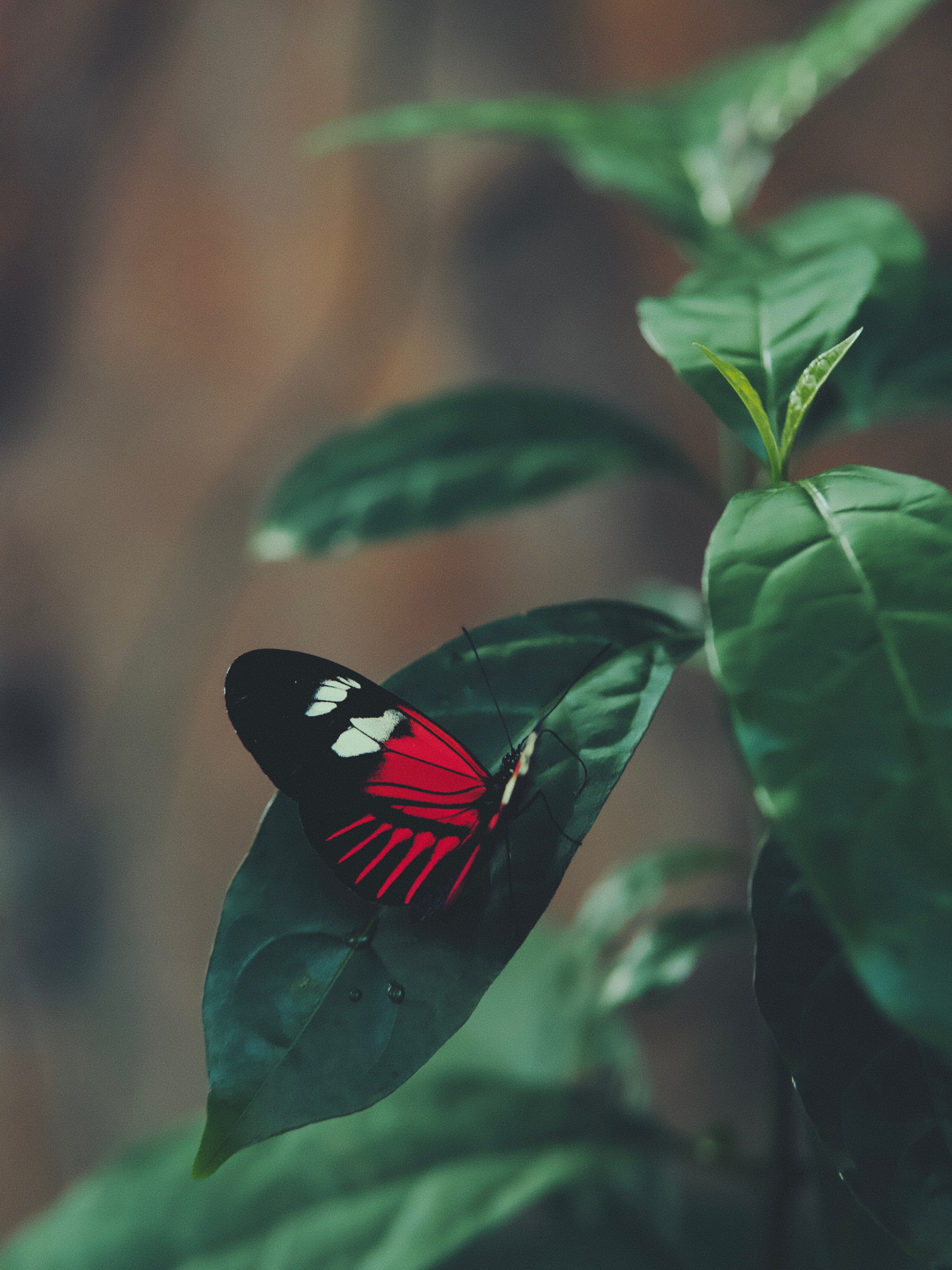Free download wallpaper Animals, Macro, Sheet, Leaf, Butterfly on your PC desktop
