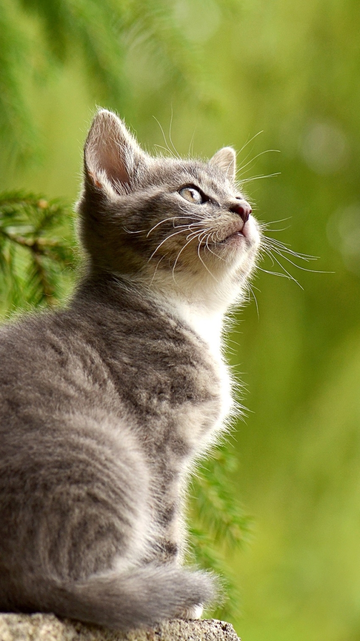 Handy-Wallpaper Tiere, Katzen, Katze, Kätzchen, Tierbaby kostenlos herunterladen.