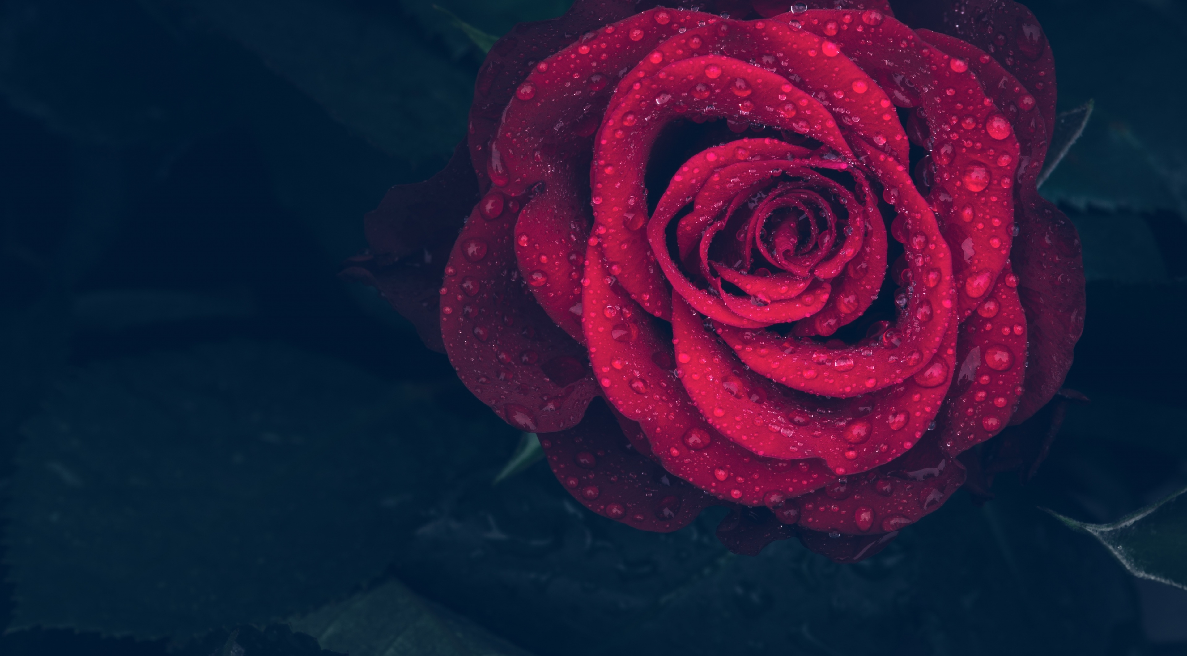 Handy-Wallpaper Blumen, Rose, Rote Rose, Wassertropfen, Erde/natur kostenlos herunterladen.