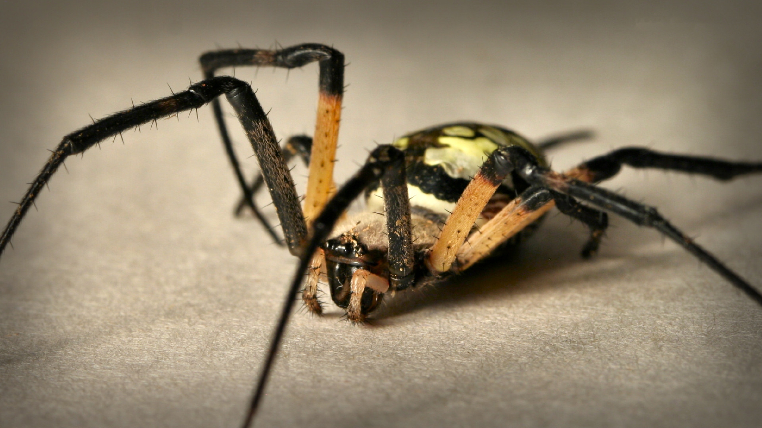 Laden Sie das Tiere, Spinne, Spinnen-Bild kostenlos auf Ihren PC-Desktop herunter