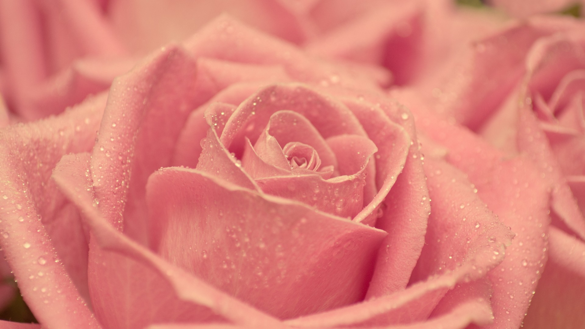 Laden Sie das Blumen, Drops, Pflanzen, Roses-Bild kostenlos auf Ihren PC-Desktop herunter
