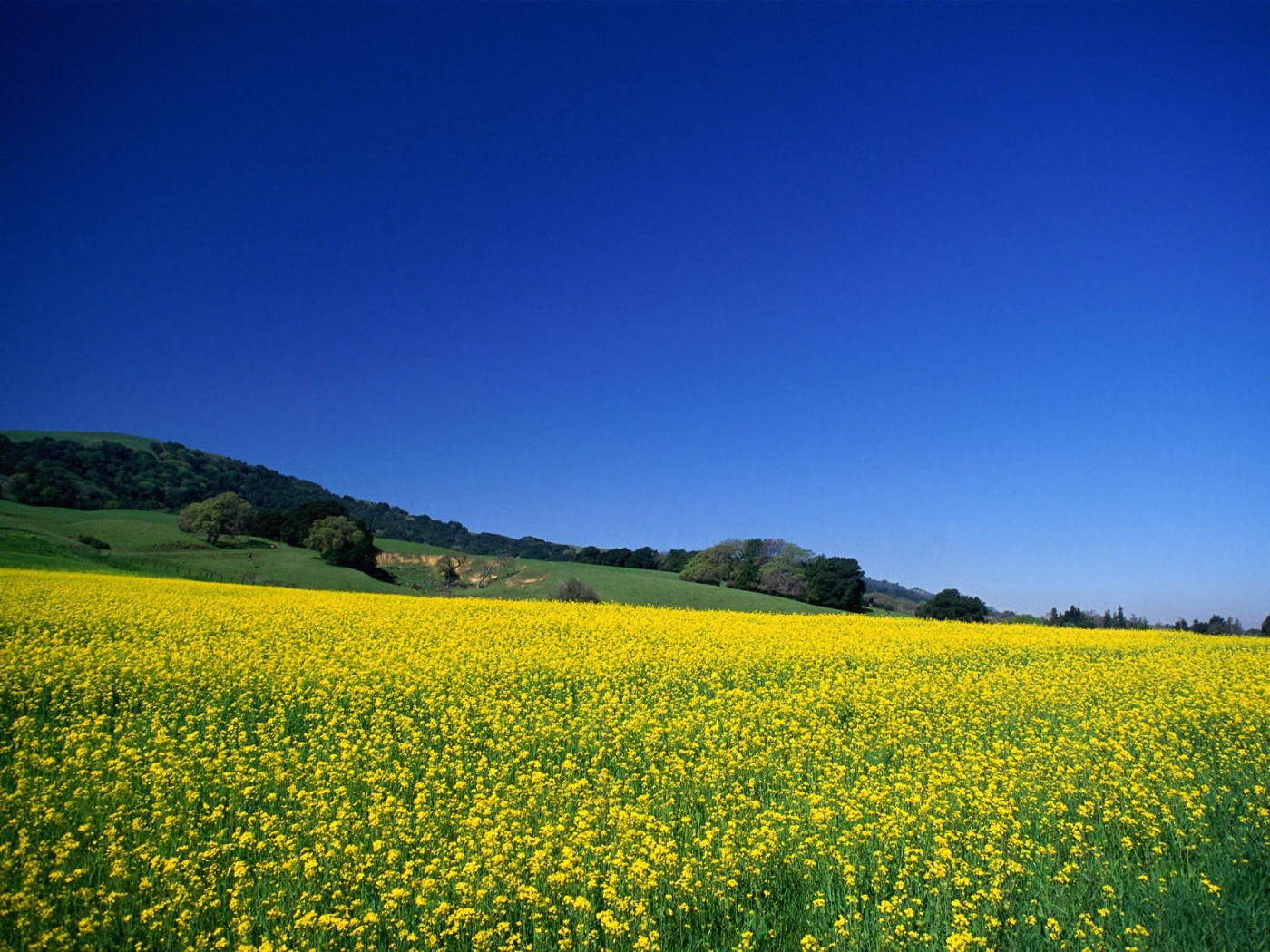 fields, landscape, blue desktop HD wallpaper