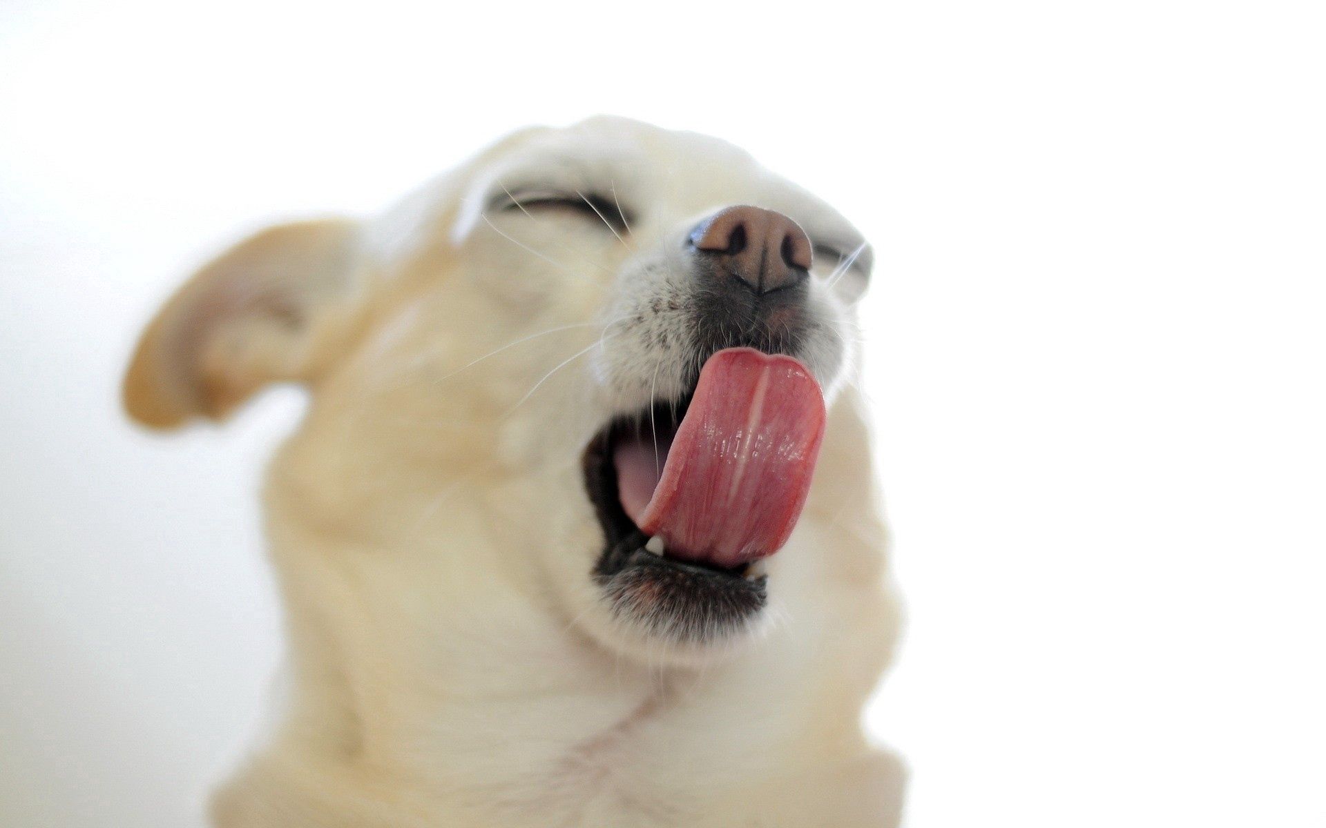 Download mobile wallpaper To Yawn, Yawn, Language, Muzzle, Tongue, Animals, Puppy for free.