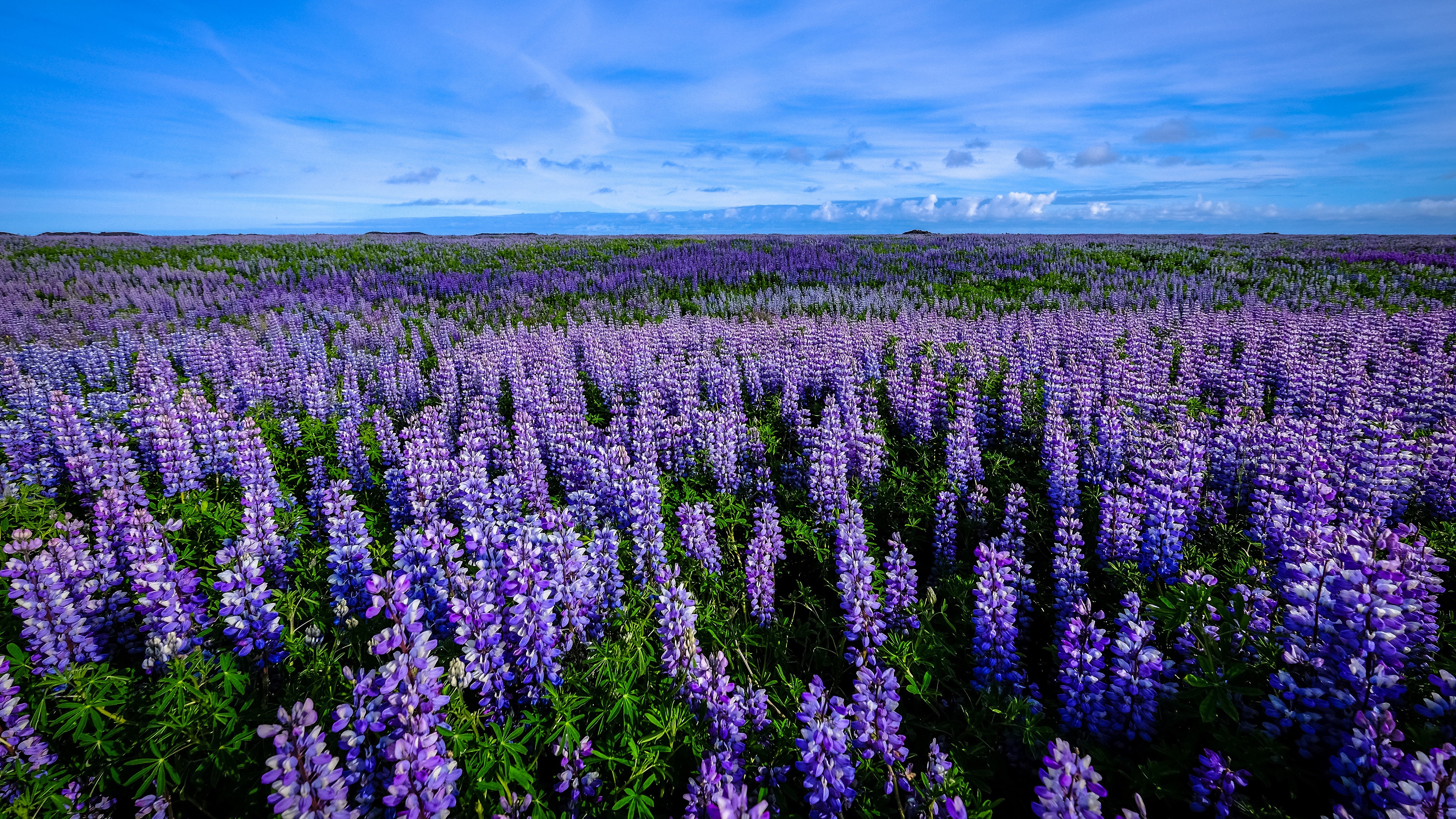 PCデスクトップに夏, 花, 地球, ルパン, 分野, 紫色の花画像を無料でダウンロード