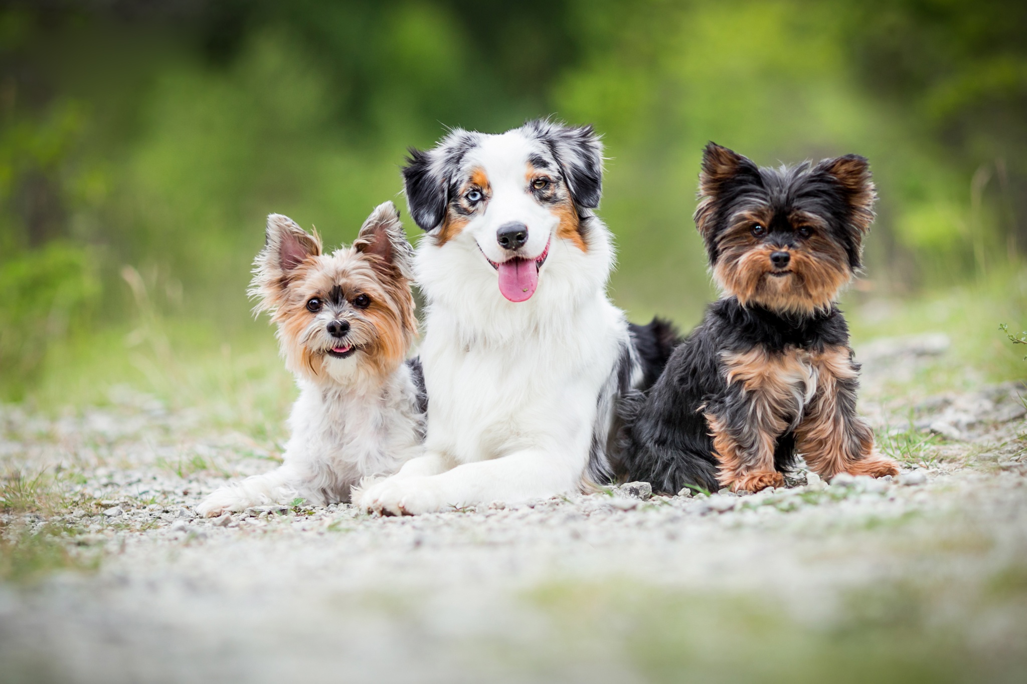 Descarga gratuita de fondo de pantalla para móvil de Animales, Perros, Perro, Profundidad De Campo.