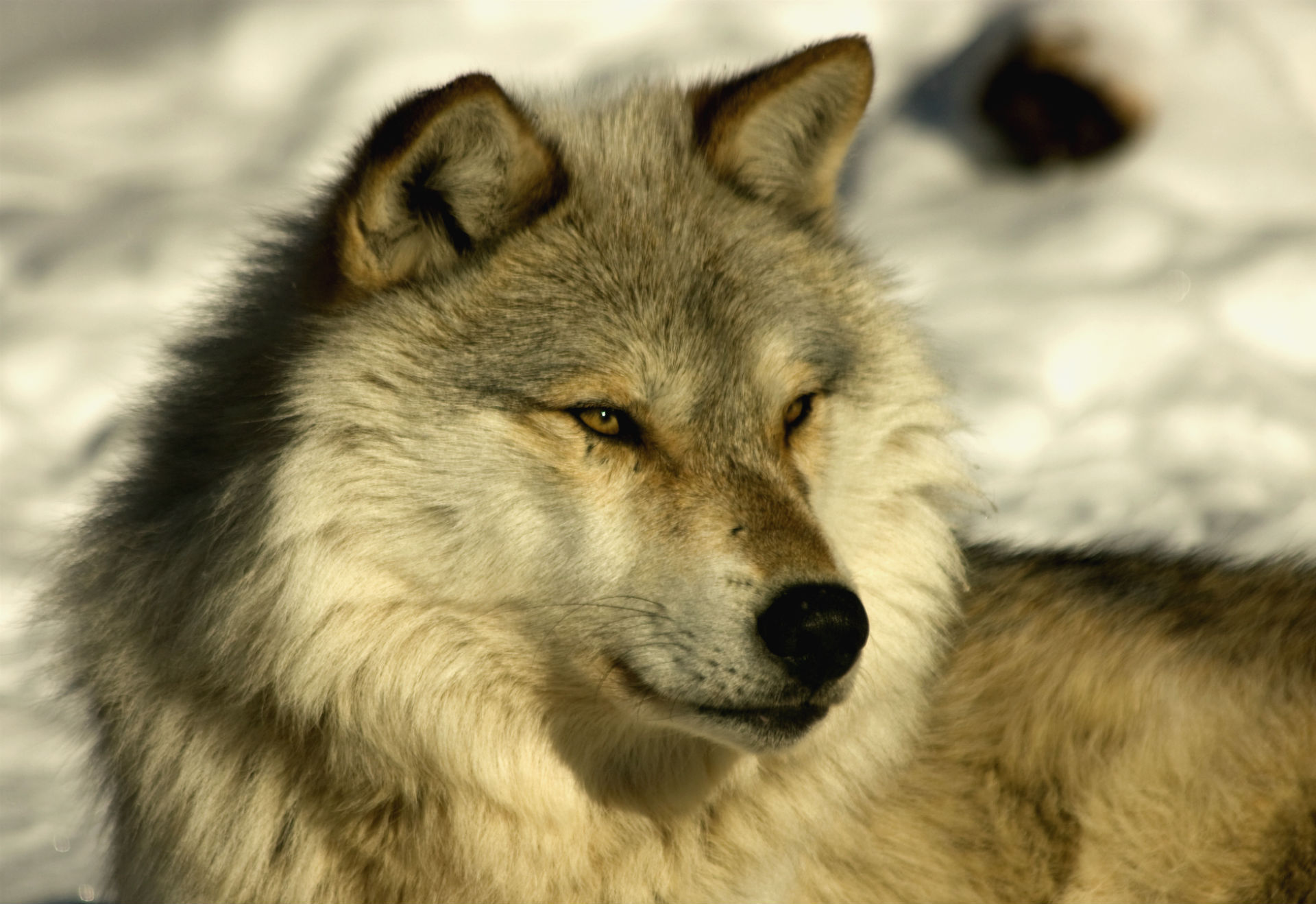 Descarga gratis la imagen Animales, Lobo, Wolves en el escritorio de tu PC