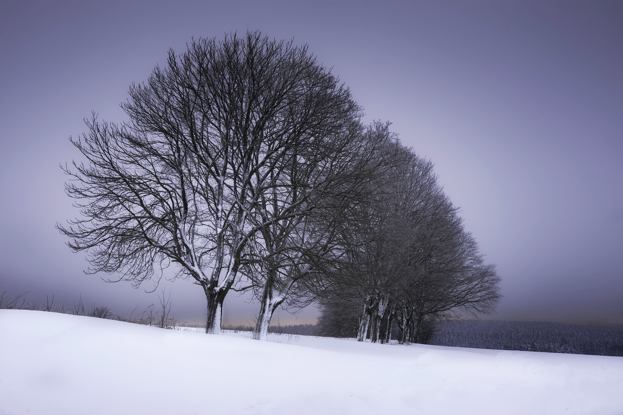 Скачать картинку Зима, Природа, Снег, Дерево, Ландшафт, Земля/природа, Обсаженный Деревьями в телефон бесплатно.