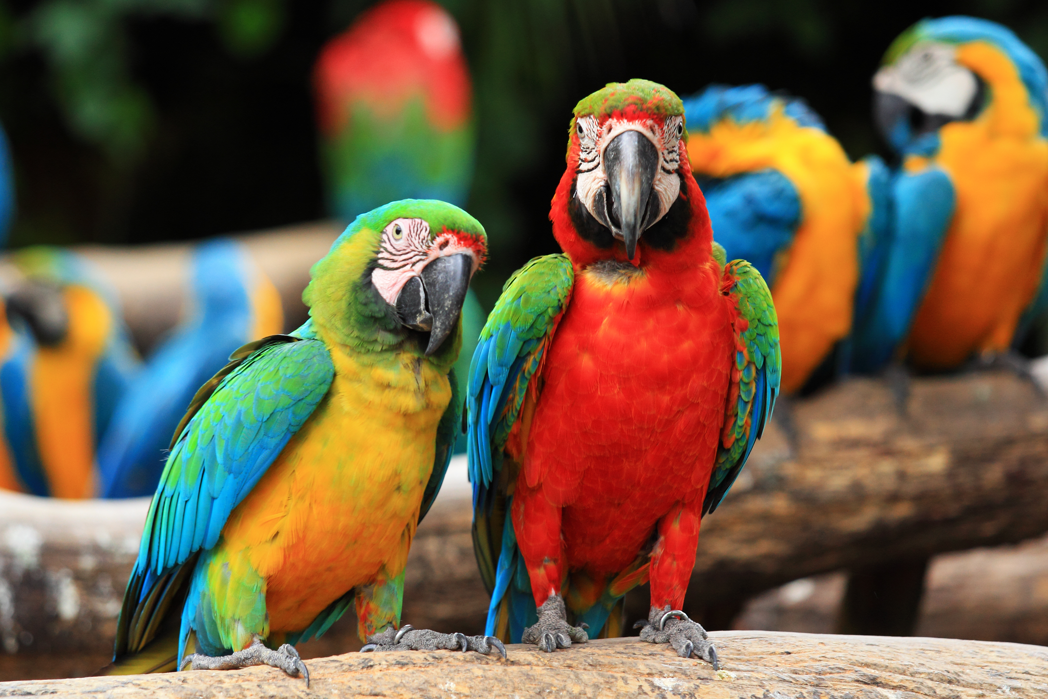 Download mobile wallpaper Catalina Macaw, Macaw, Birds, Animal for free.
