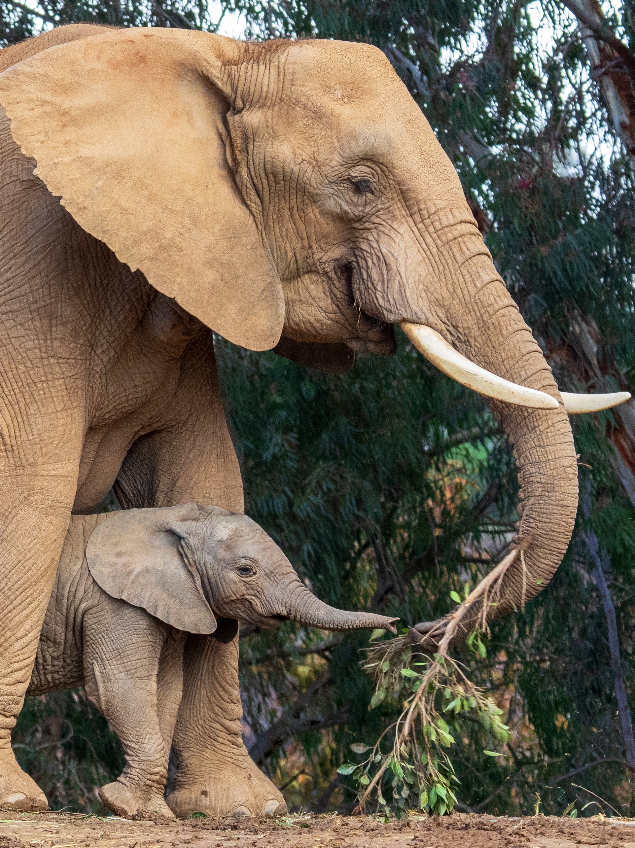 Скачать обои бесплатно Животные, Слоны, Слон, Африканский Слон, Детеныш Животного картинка на рабочий стол ПК