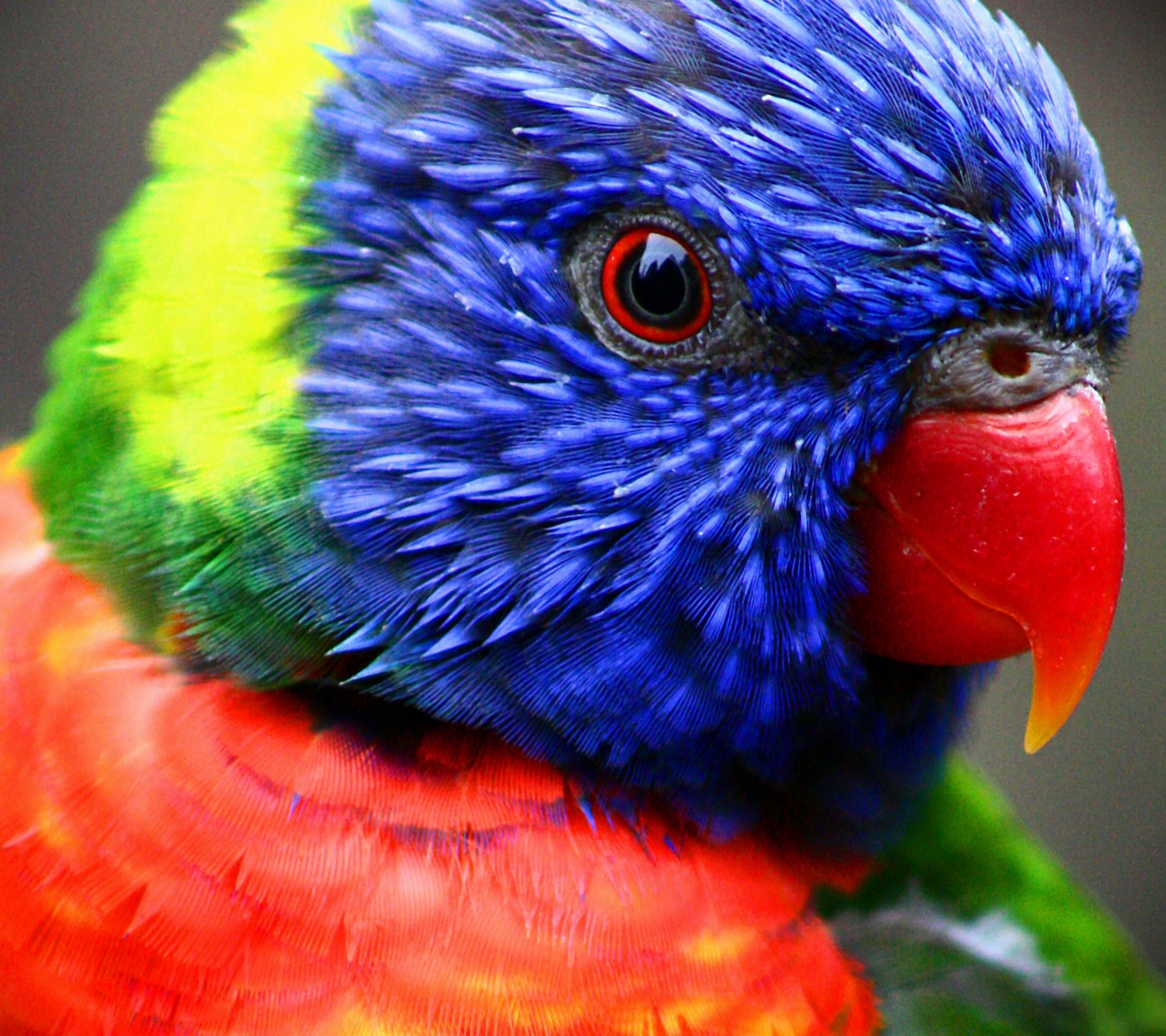 Descarga gratuita de fondo de pantalla para móvil de Animales, Aves, Loro Arcoiris.