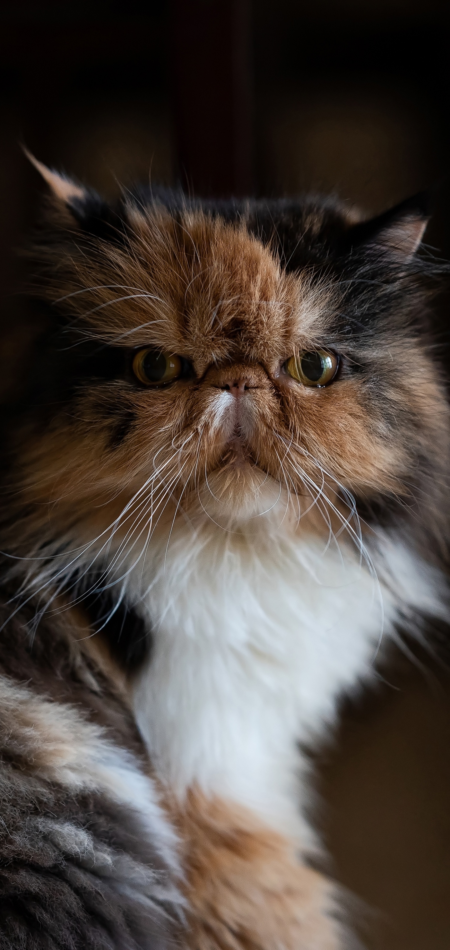 Free download wallpaper Cats, Cat, Animal, Persian Cat on your PC desktop