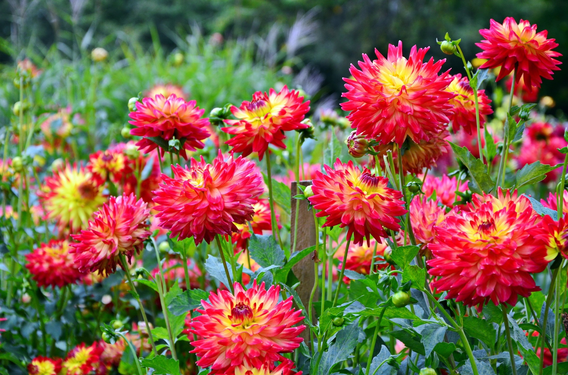 Téléchargez gratuitement l'image Fleurs, Dahlia, Terre/nature sur le bureau de votre PC