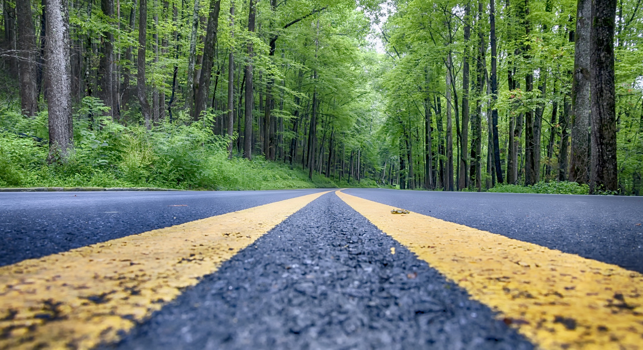 Baixar papel de parede para celular de Natureza, Estrada, Floresta, Feito Pelo Homem gratuito.