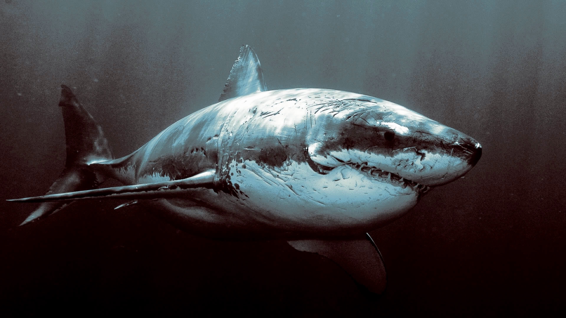 28044 Bild herunterladen tiere, sea, sharks - Hintergrundbilder und Bildschirmschoner kostenlos