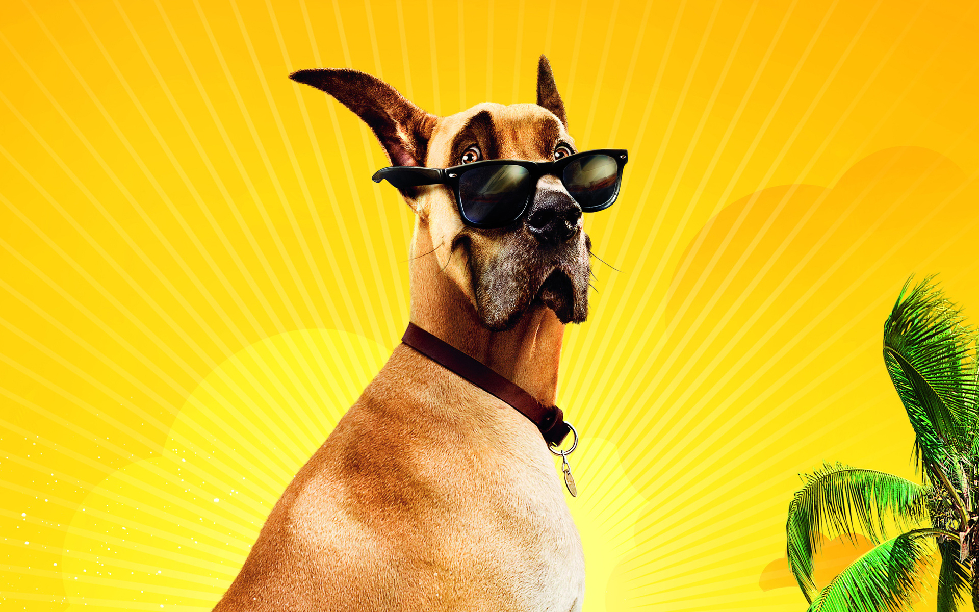 Laden Sie das Sommer, Hund, Süß, Lustig, Sonnenbrille, Filme, Marmaduke-Bild kostenlos auf Ihren PC-Desktop herunter