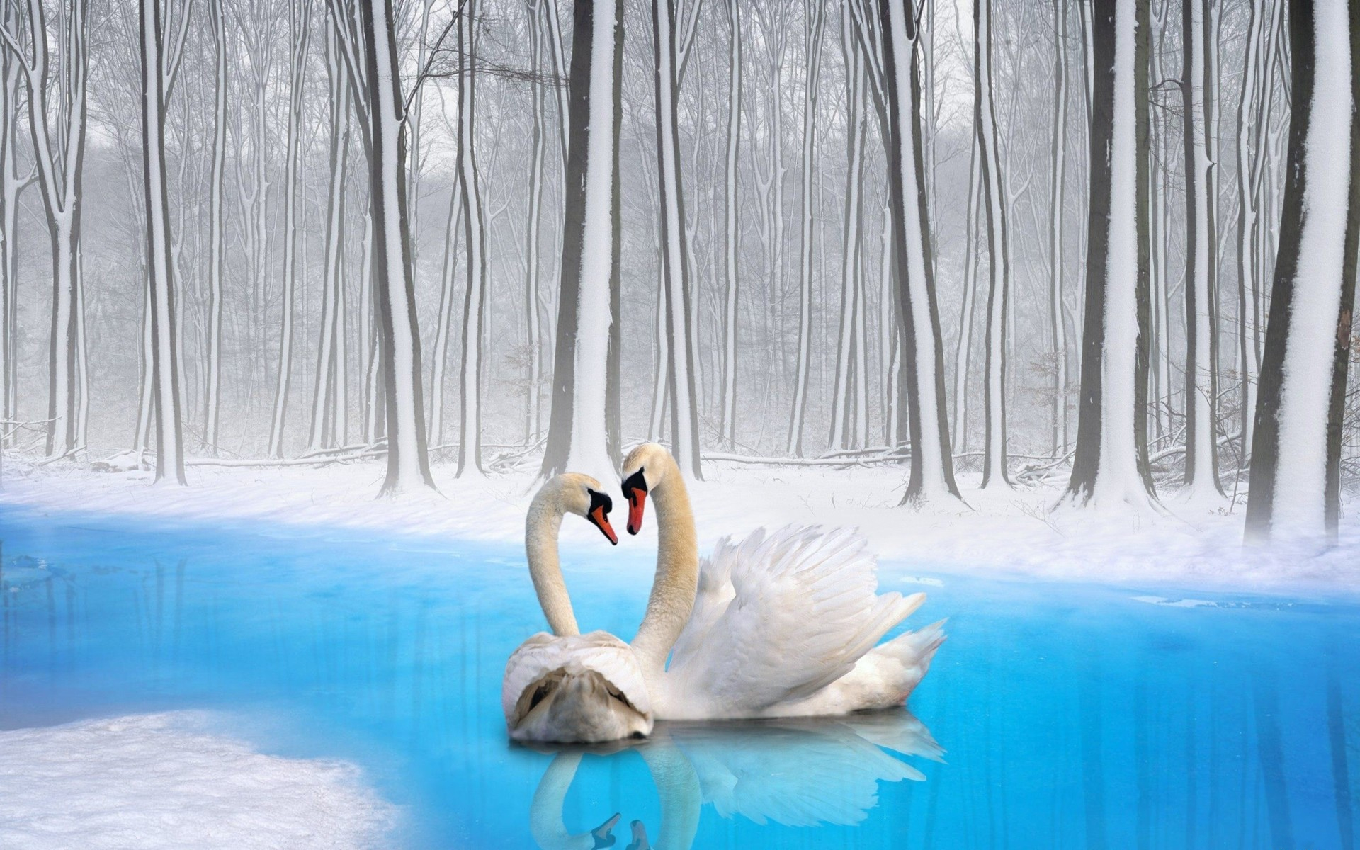 Laden Sie das Tiere, Winter, Vögel, Schnee, Baum, Fluss, Schwan, Höckerschwan-Bild kostenlos auf Ihren PC-Desktop herunter