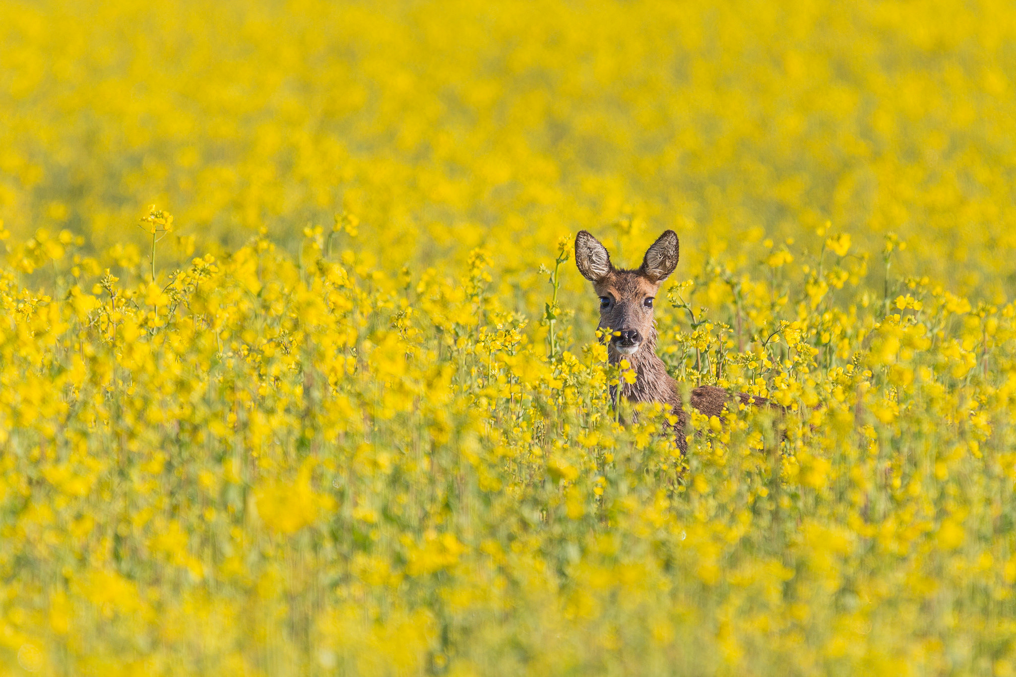 Free download wallpaper Animal, Deer, Yellow Flower, Rapeseed on your PC desktop