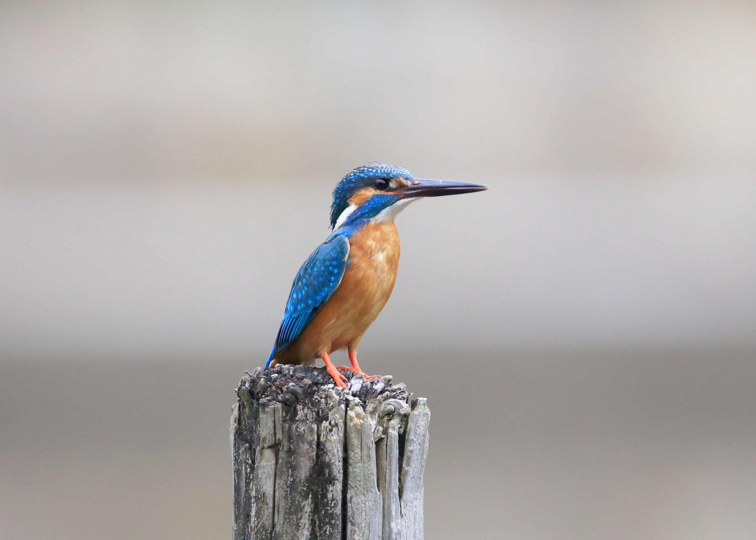 Descarga gratuita de fondo de pantalla para móvil de Animales, Martín Pescador, Aves.