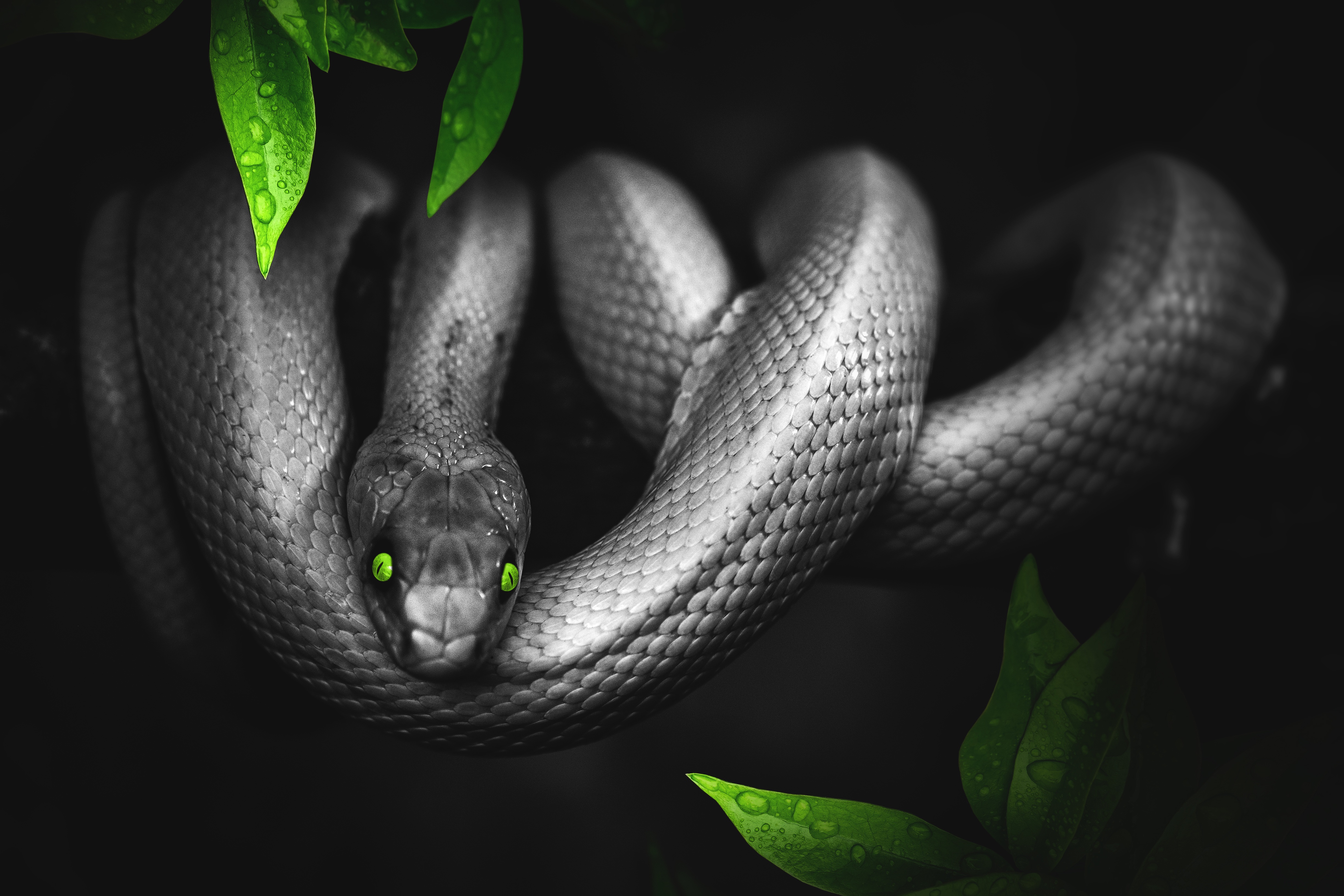 snake, animals, leaves, eyes, reptile, photoshop HD wallpaper