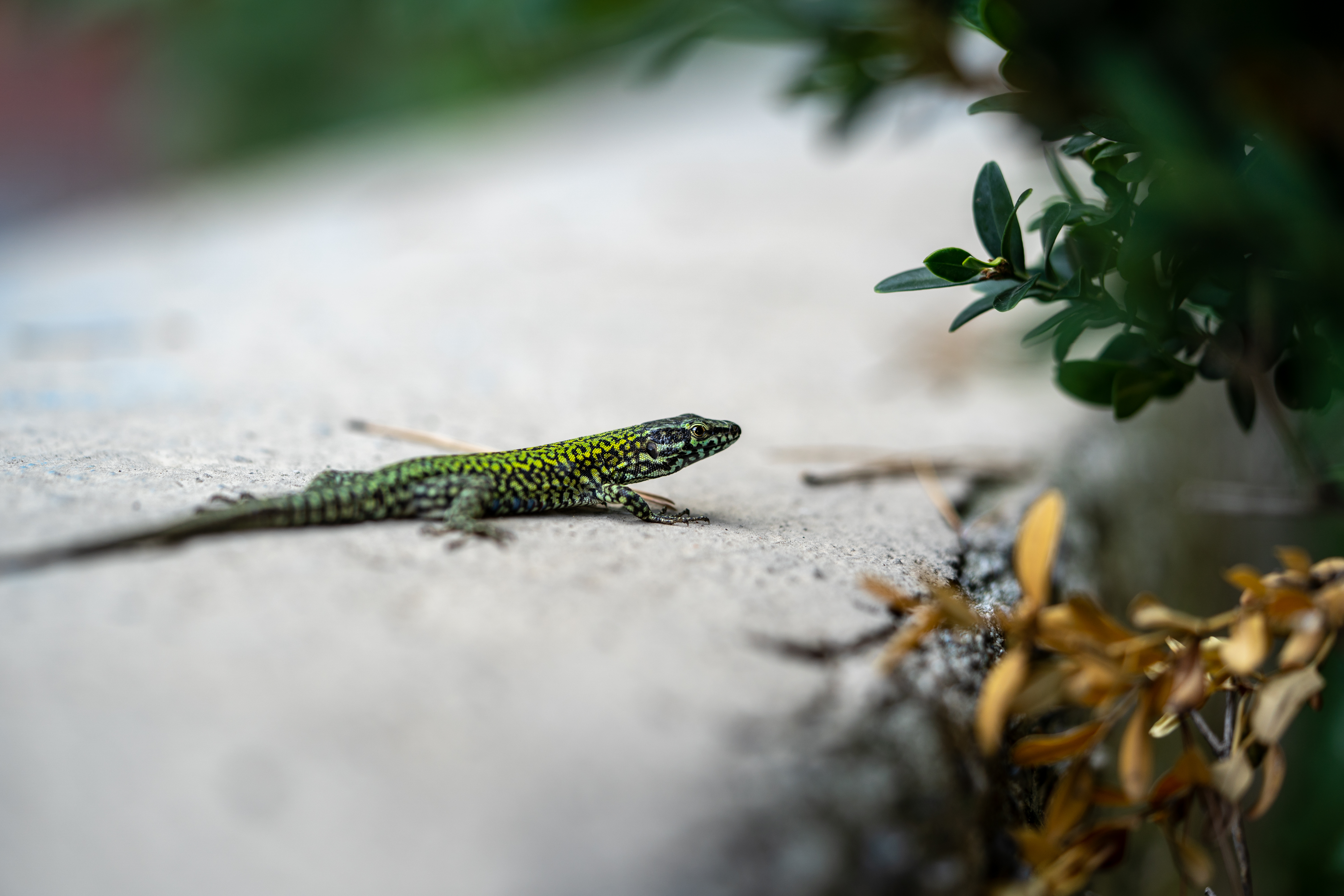 Download mobile wallpaper Branch, Animals, Reptile, Lizard, Creepy for free.