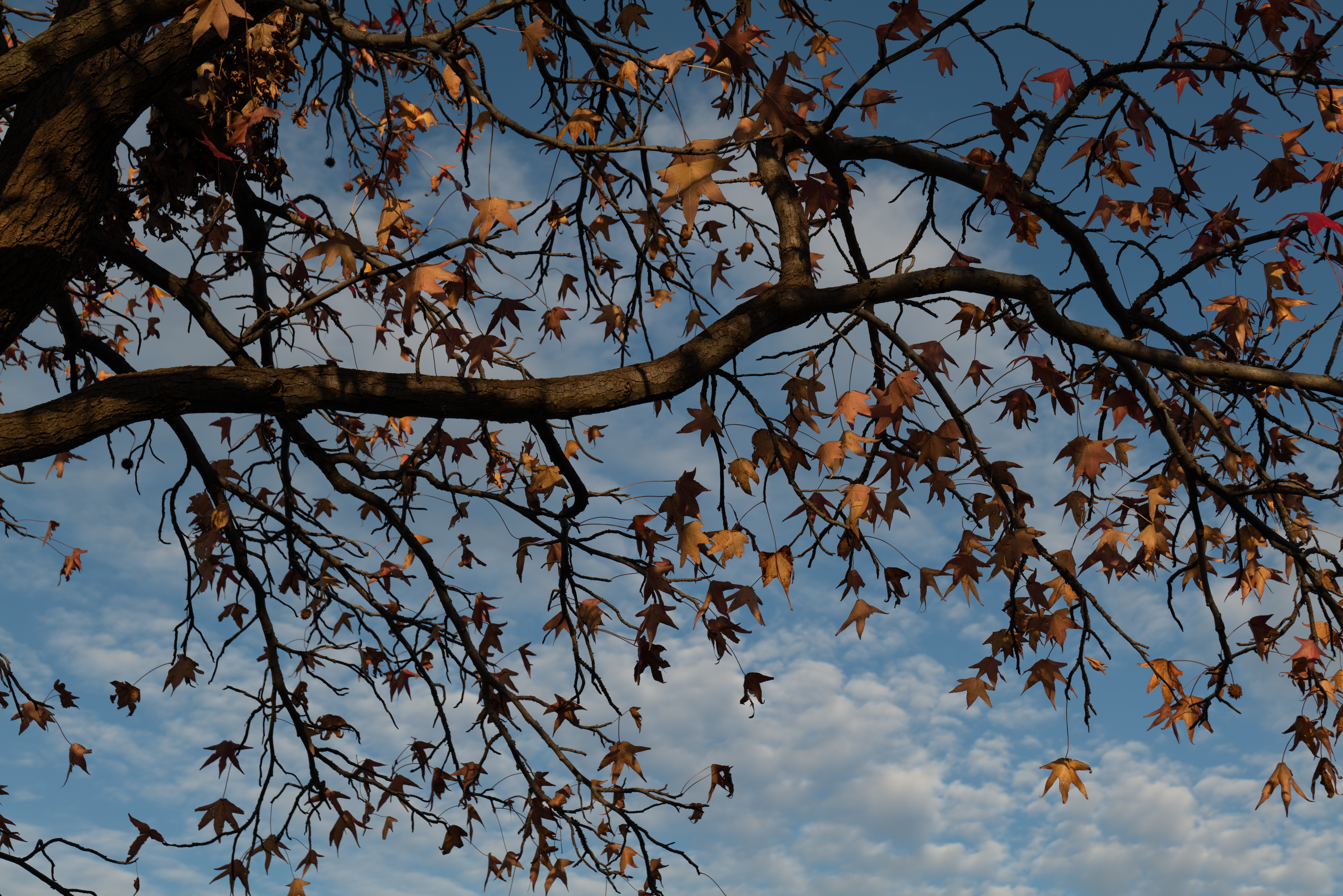Скачать картинку Дерево, Ветки, Листья, Сухой, Природа, Осень в телефон бесплатно.