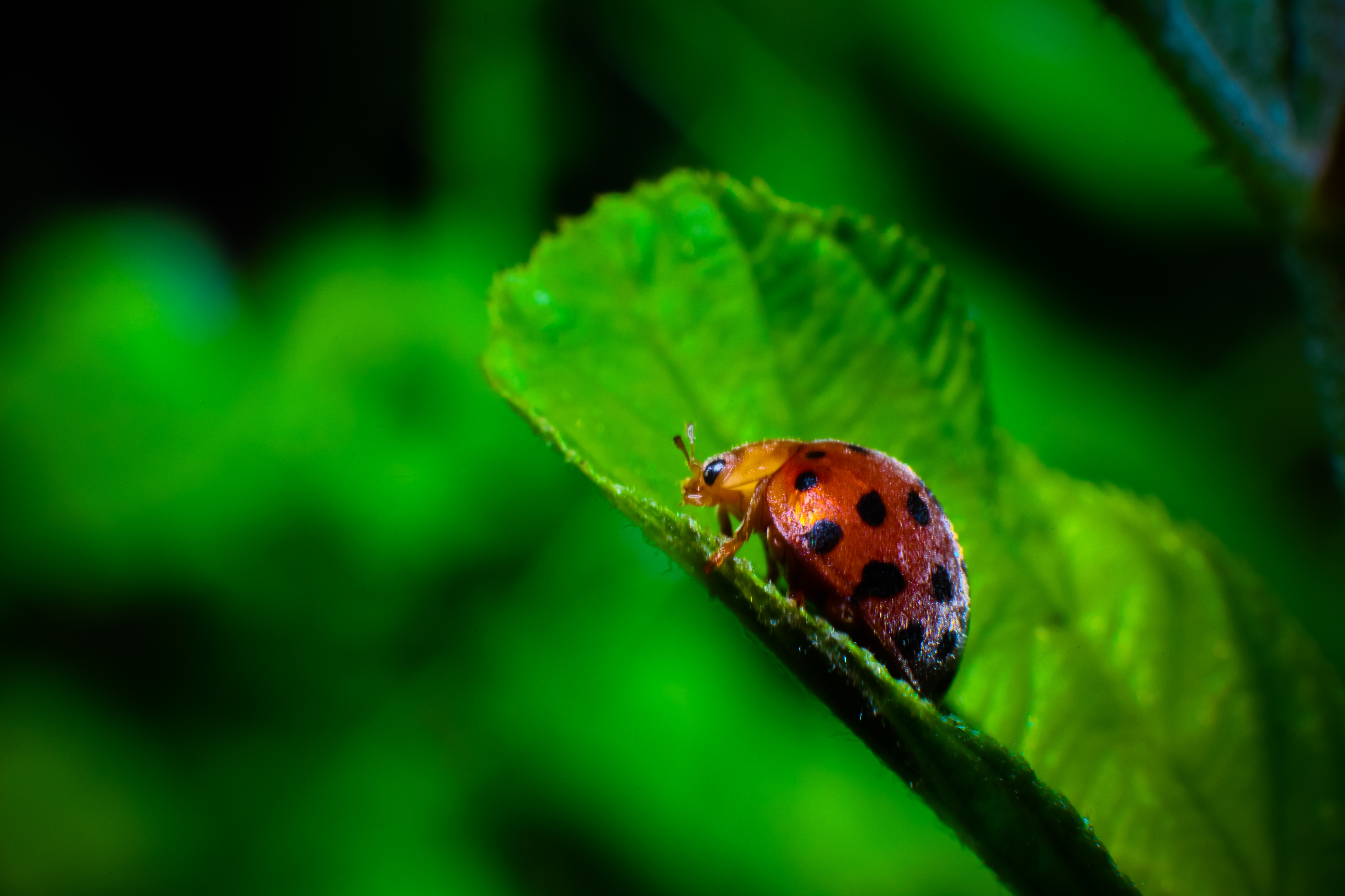 Download mobile wallpaper Animal, Ladybug for free.