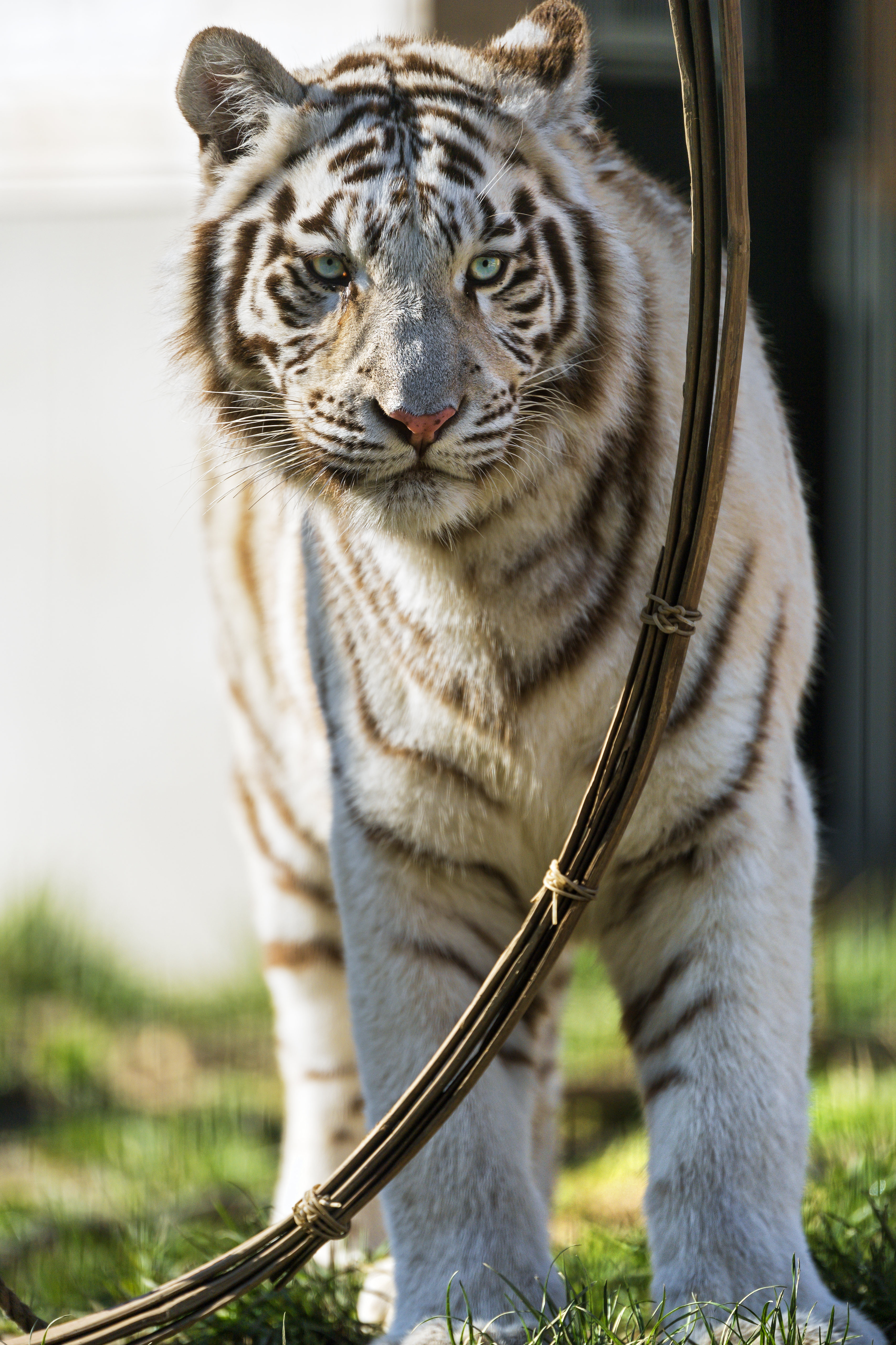 145154 скачать картинку бенгальский тигр, животные, хищник, белый - обои и заставки бесплатно