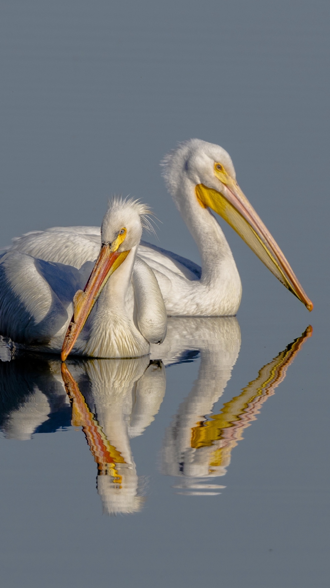 Download mobile wallpaper Birds, Reflection, Bird, Animal, Pelican for free.