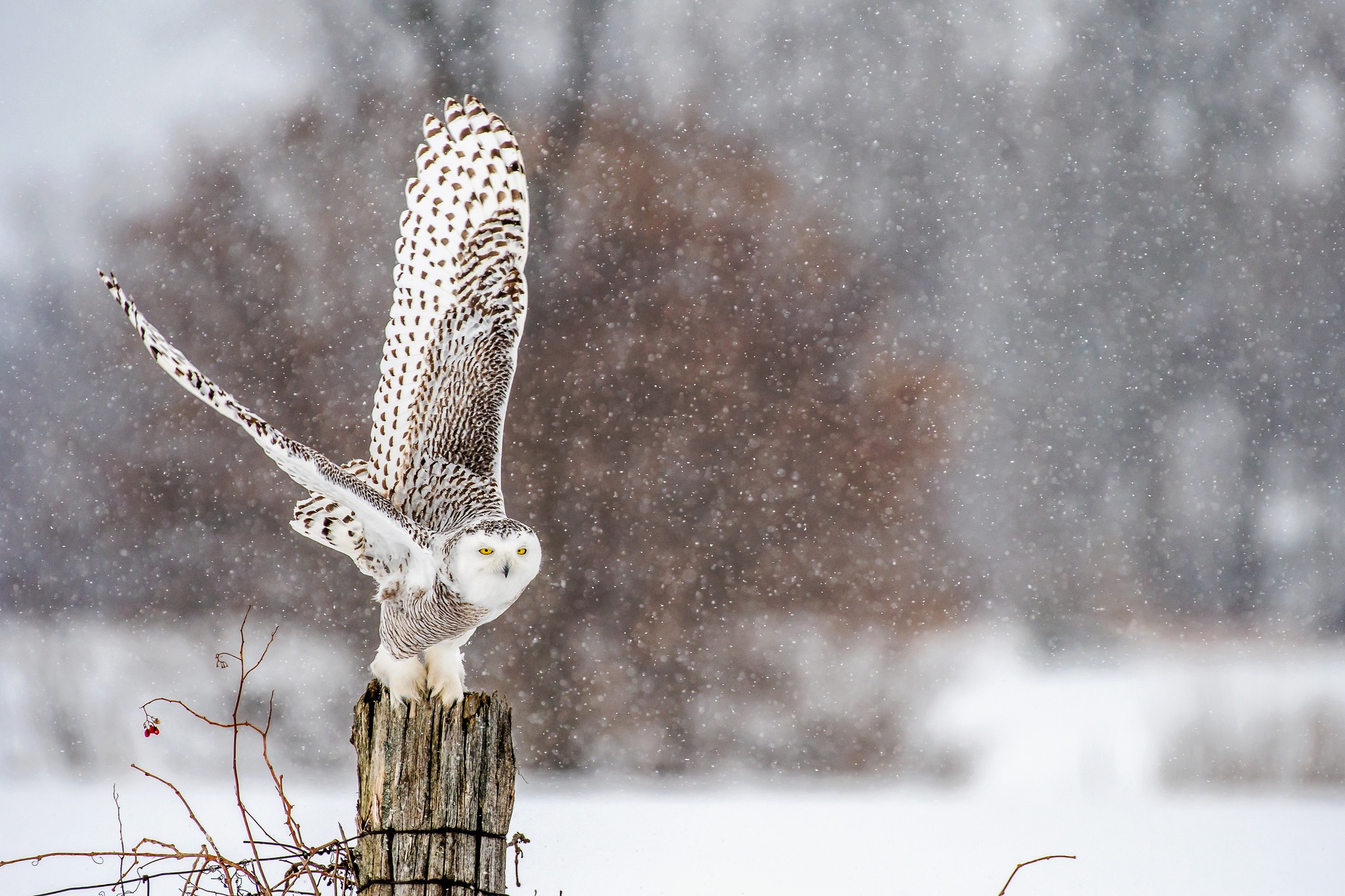 Download mobile wallpaper Winter, Birds, Owl, Bird, Animal, Snowfall, Snowy Owl, Depth Of Field for free.