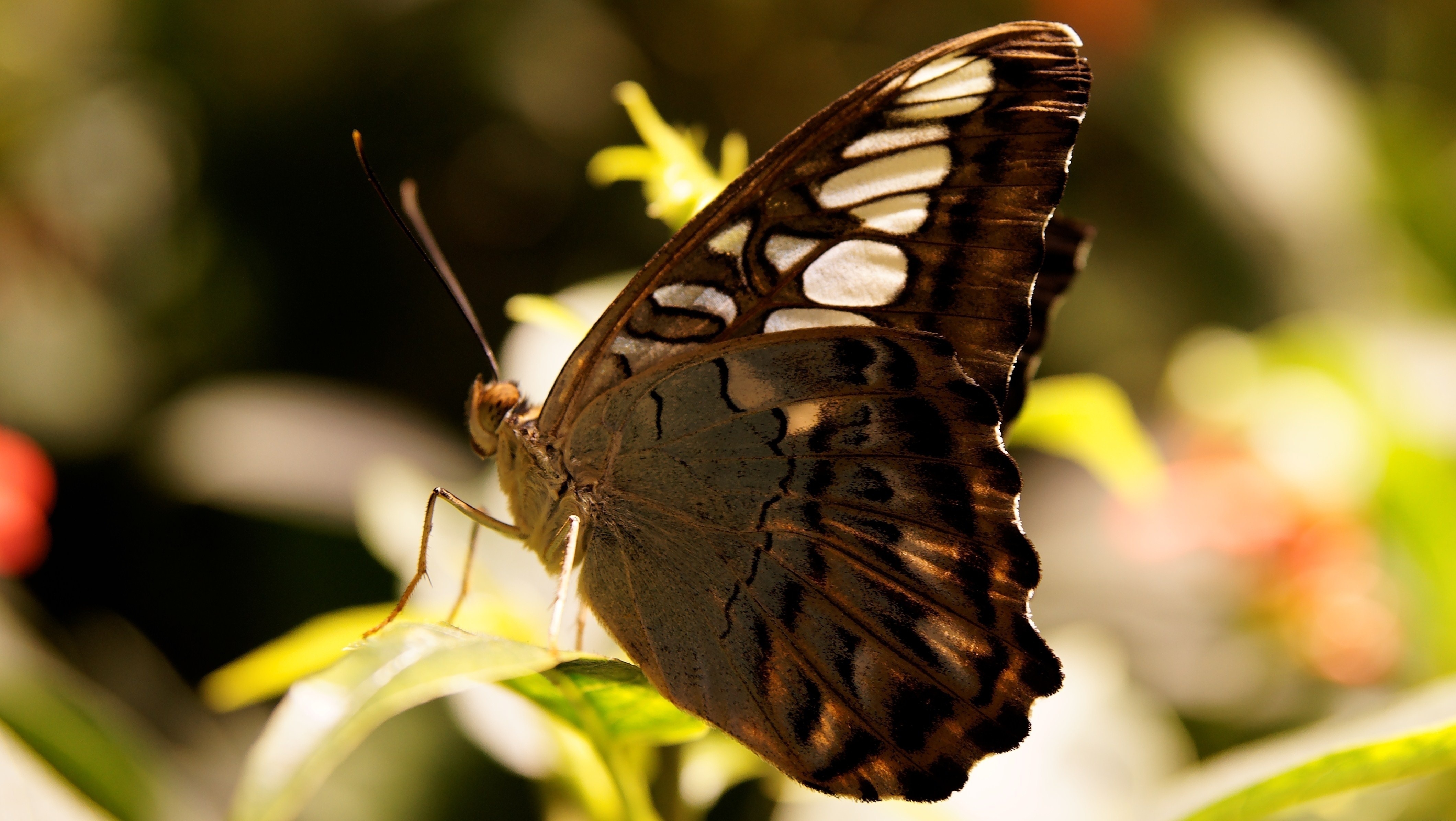 Download mobile wallpaper Macro, Butterfly, Animal for free.