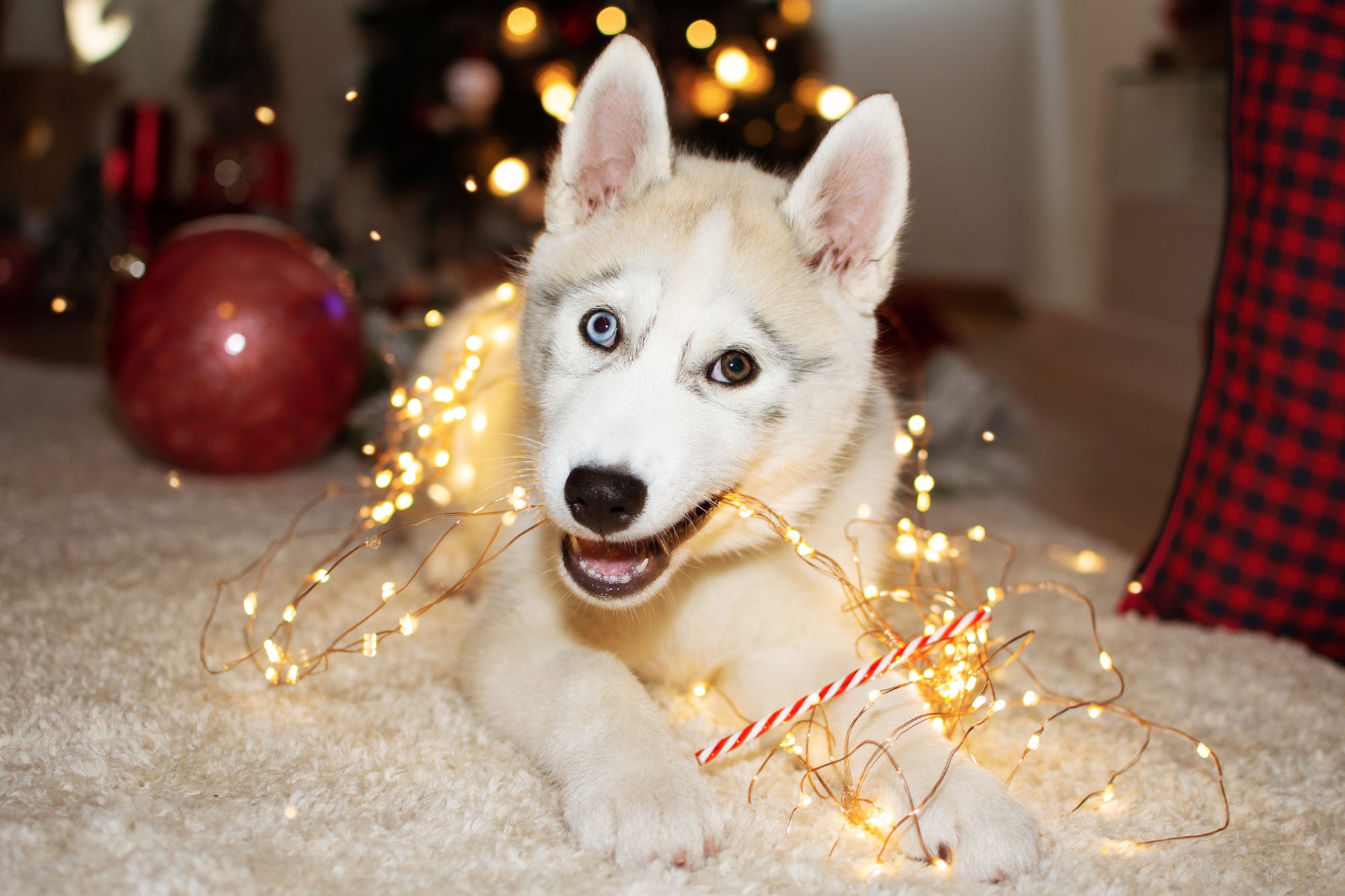 Laden Sie das Tiere, Hunde, Hund, Welpen, Tierbaby, Weihnachtsbeleuchtung, Schlittenhund-Bild kostenlos auf Ihren PC-Desktop herunter