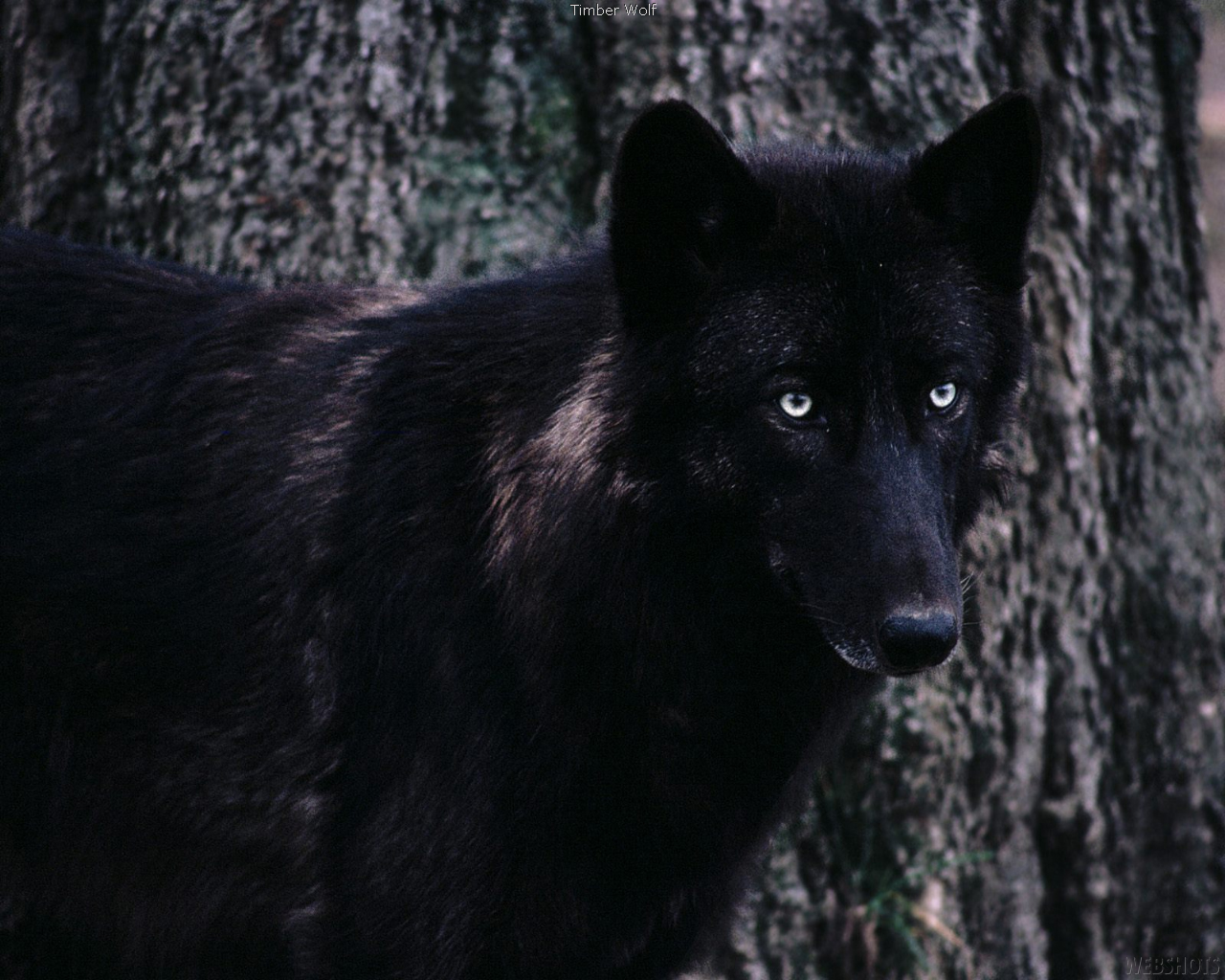 PCデスクトップに動物, 狼画像を無料でダウンロード