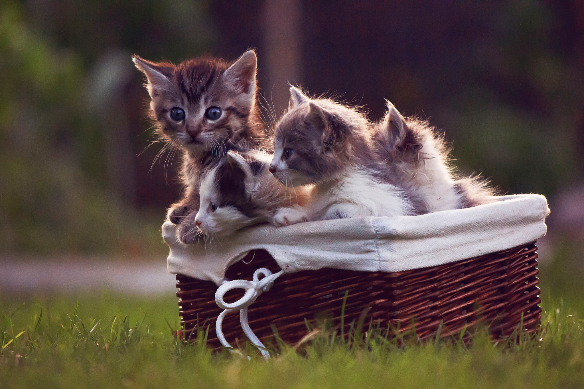 Download mobile wallpaper Cats, Cat, Animal for free.