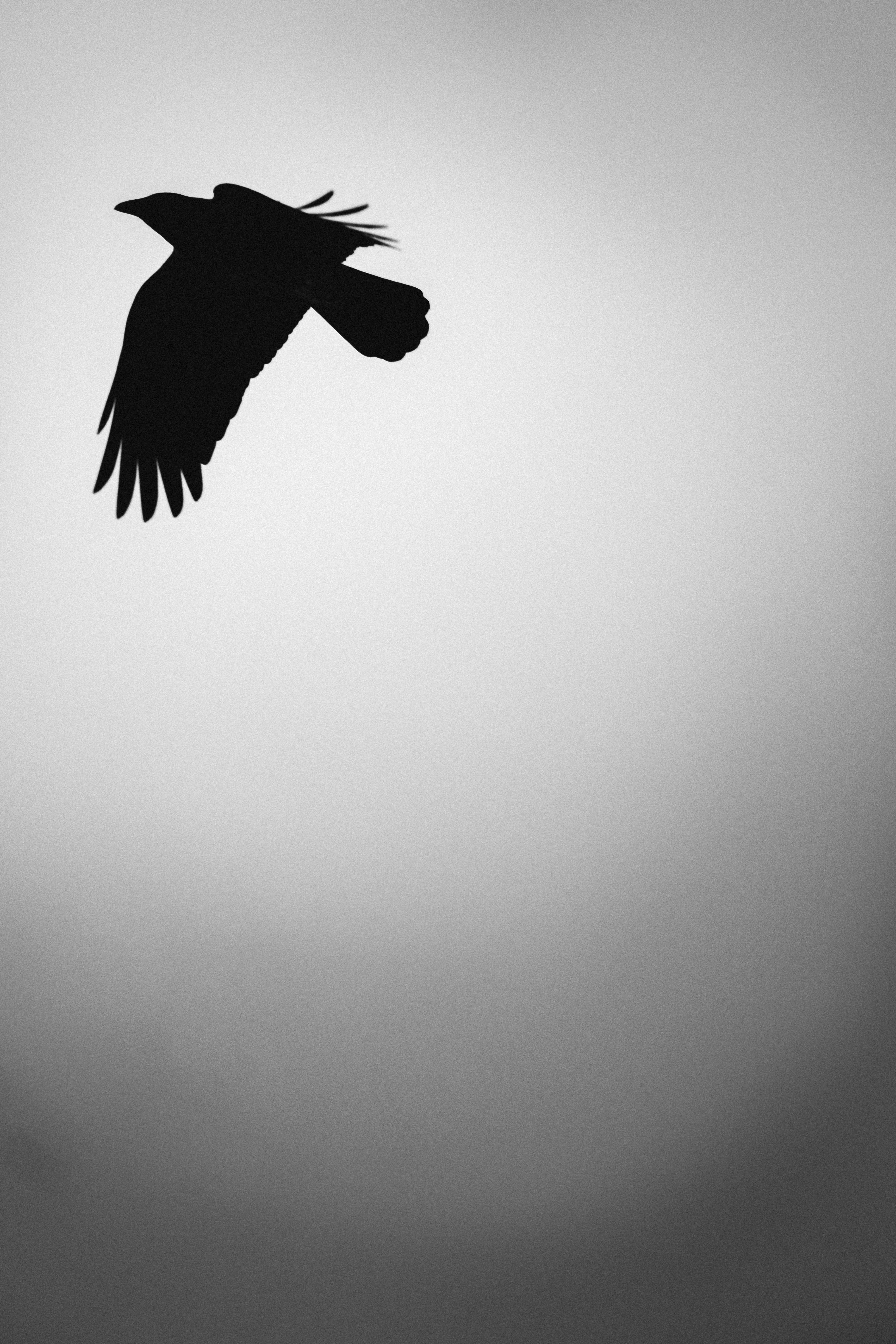 Download mobile wallpaper Animals, Chb, Bw, Bird, Silhouette, Minimalism for free.