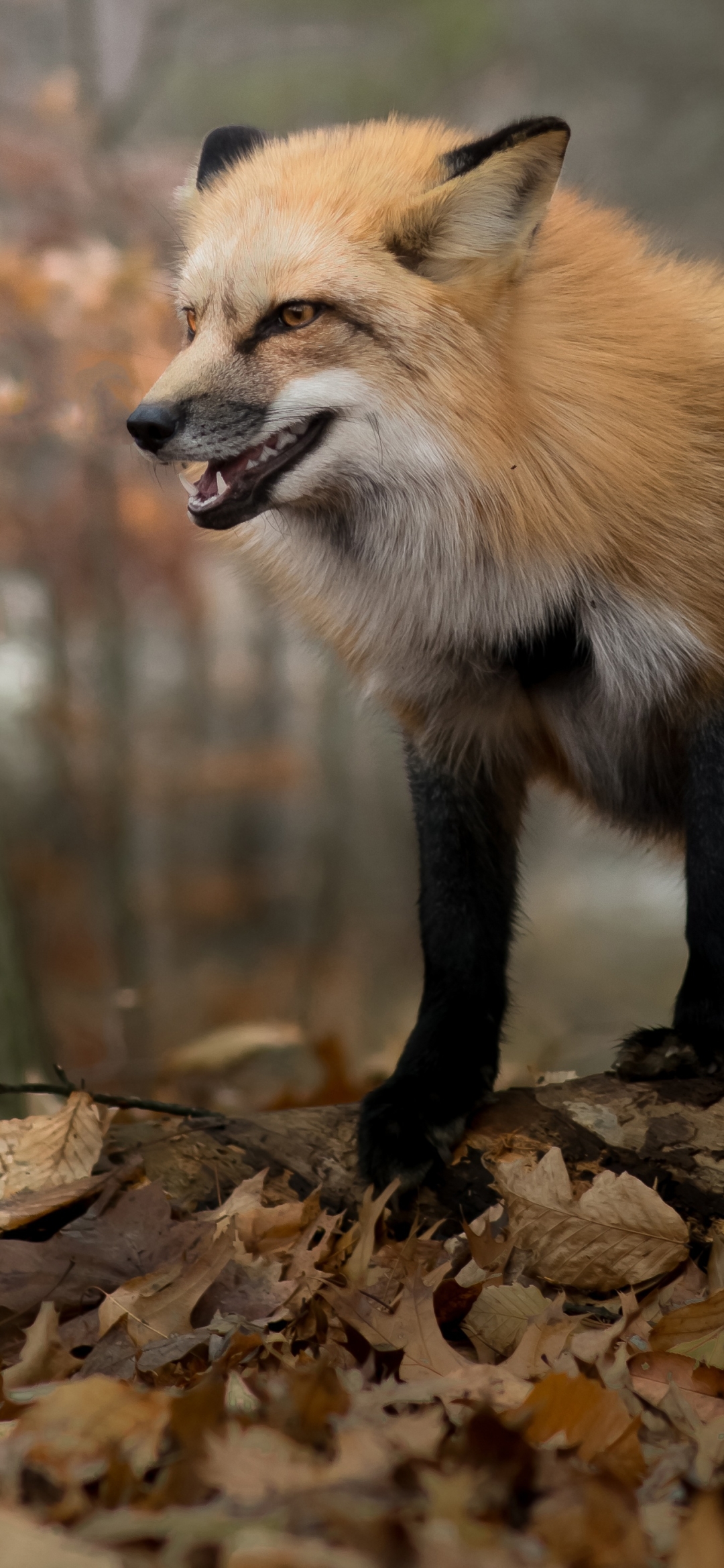 無料モバイル壁紙動物, 秋, 狐をダウンロードします。