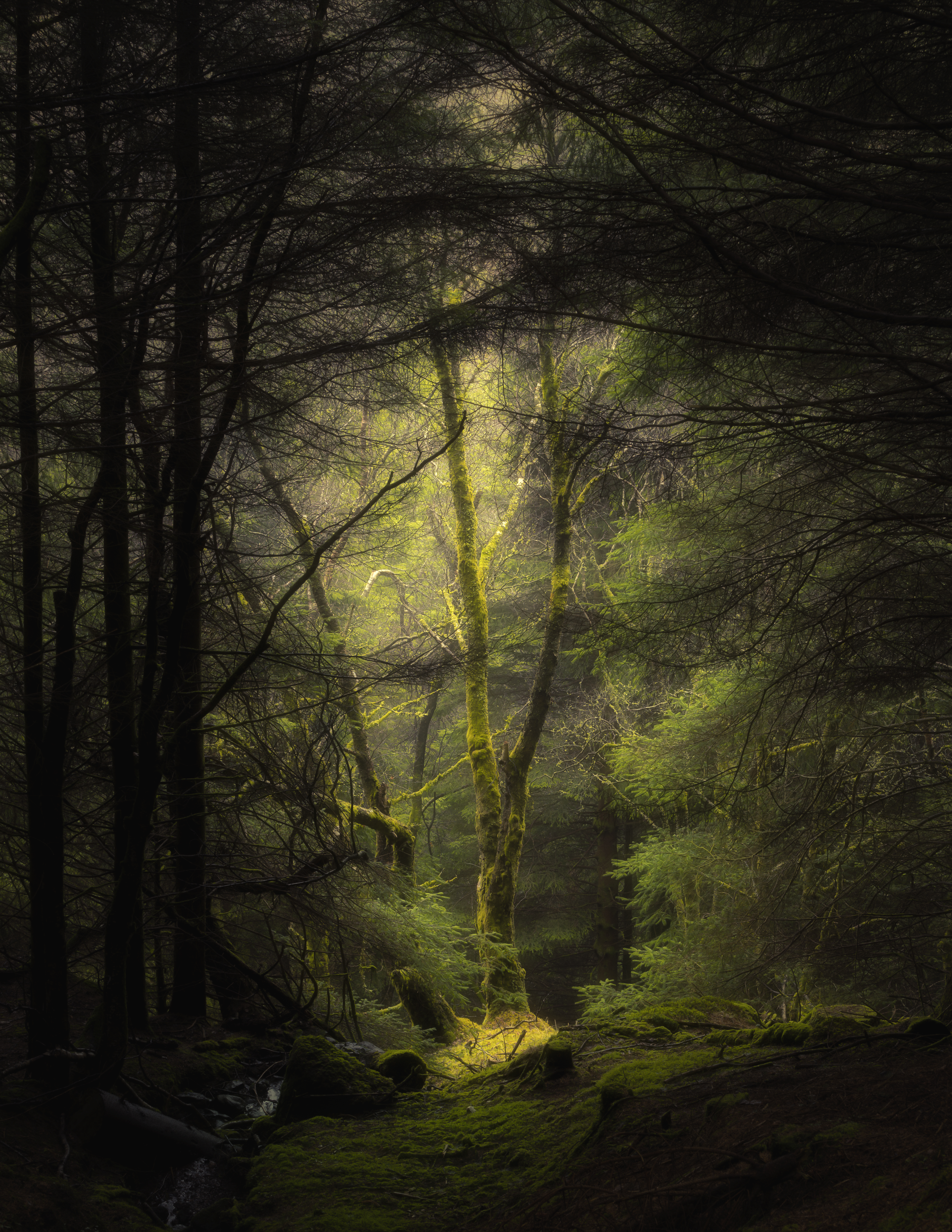 fog, forest, moss, trees, branches, nature