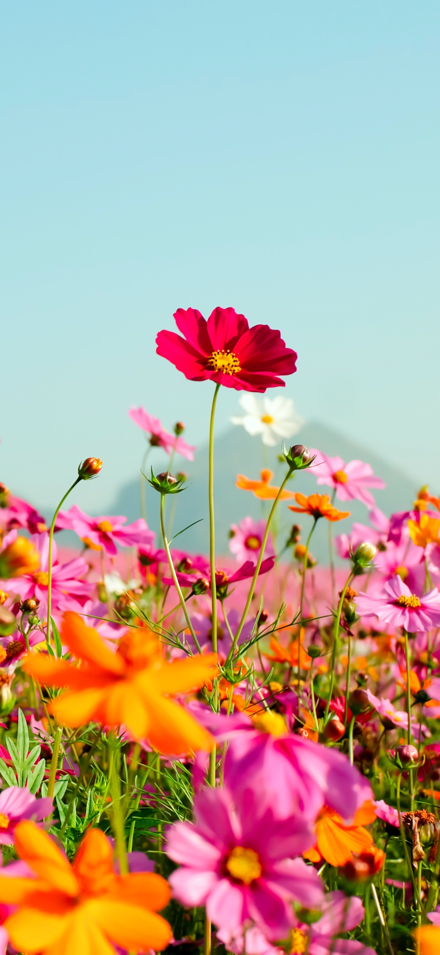 Download mobile wallpaper Flowers, Summer, Flower, Earth, Meadow, Cosmos, Pink Flower, Orange Flower for free.