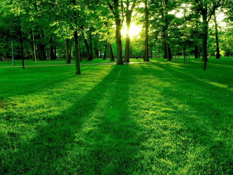 Download mobile wallpaper Grass, Landscape, Sun for free.