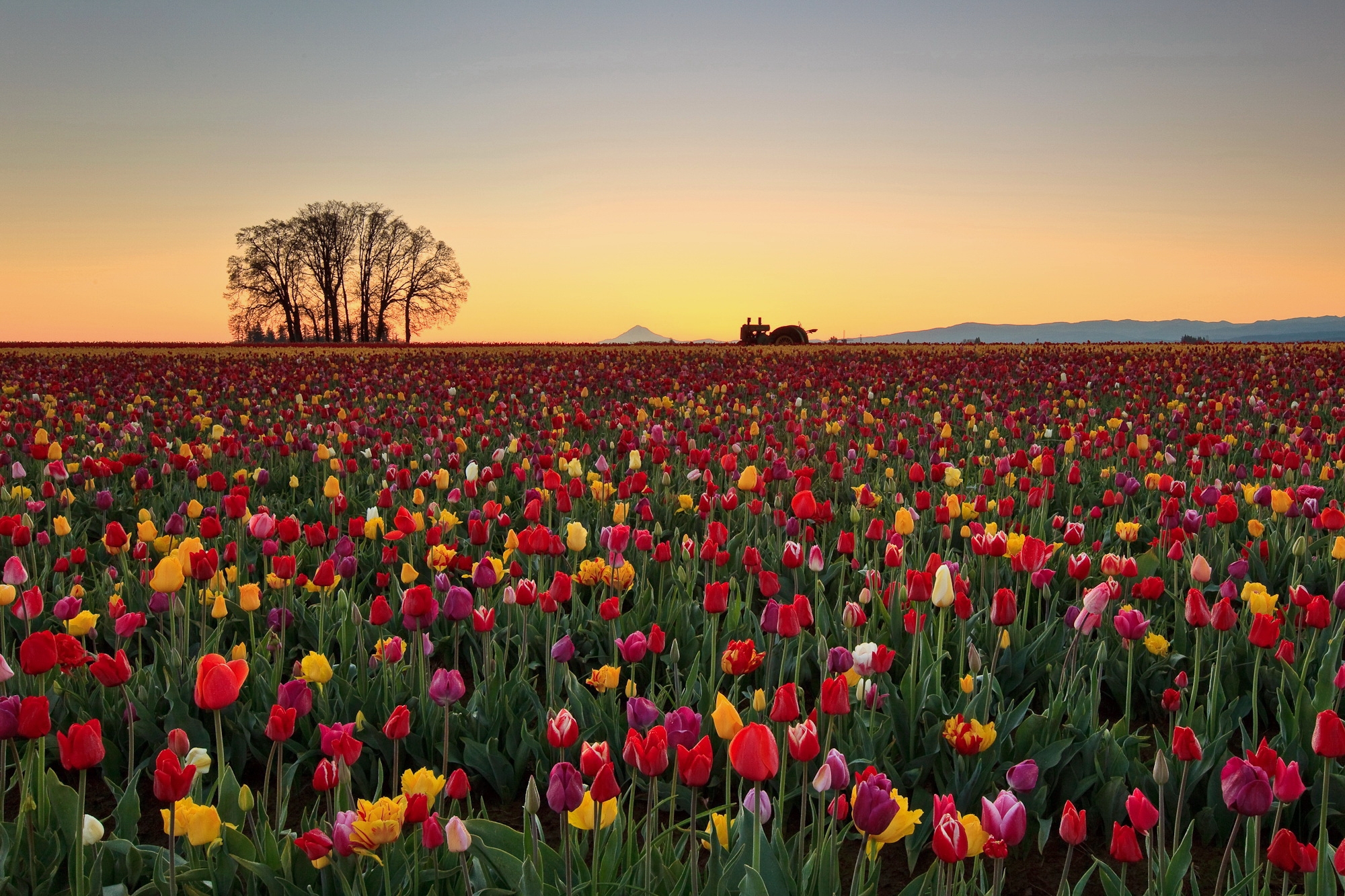 74807 скачать картинку тюльпаны, плантация, природа, цветы, горизонт - обои и заставки бесплатно