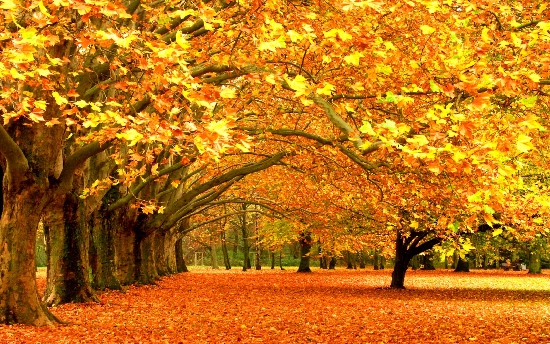 29854 скачать картинку осень, пейзаж, листья, деревья, оранжевые - обои и заставки бесплатно
